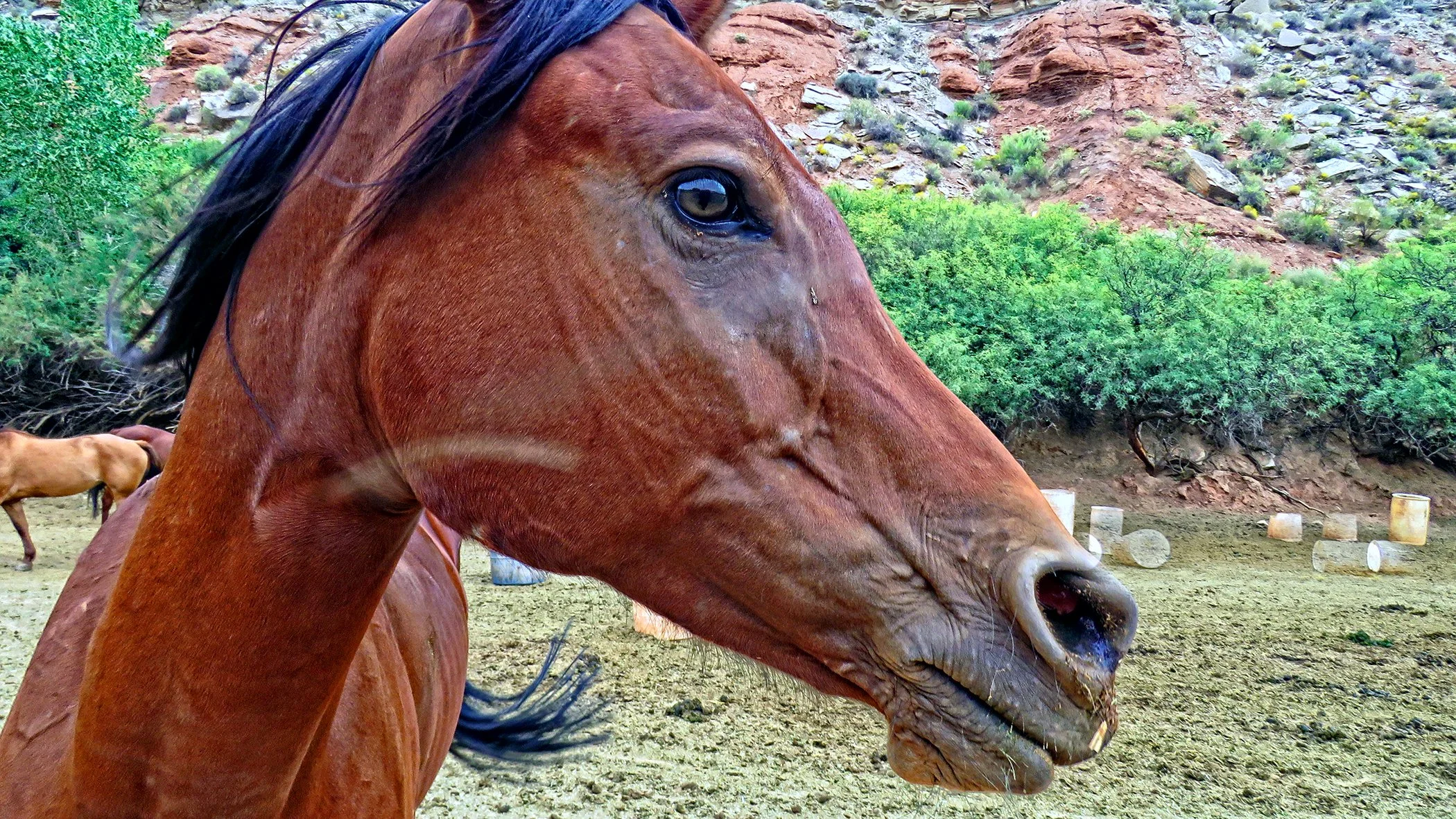 Horse_1816.jpg