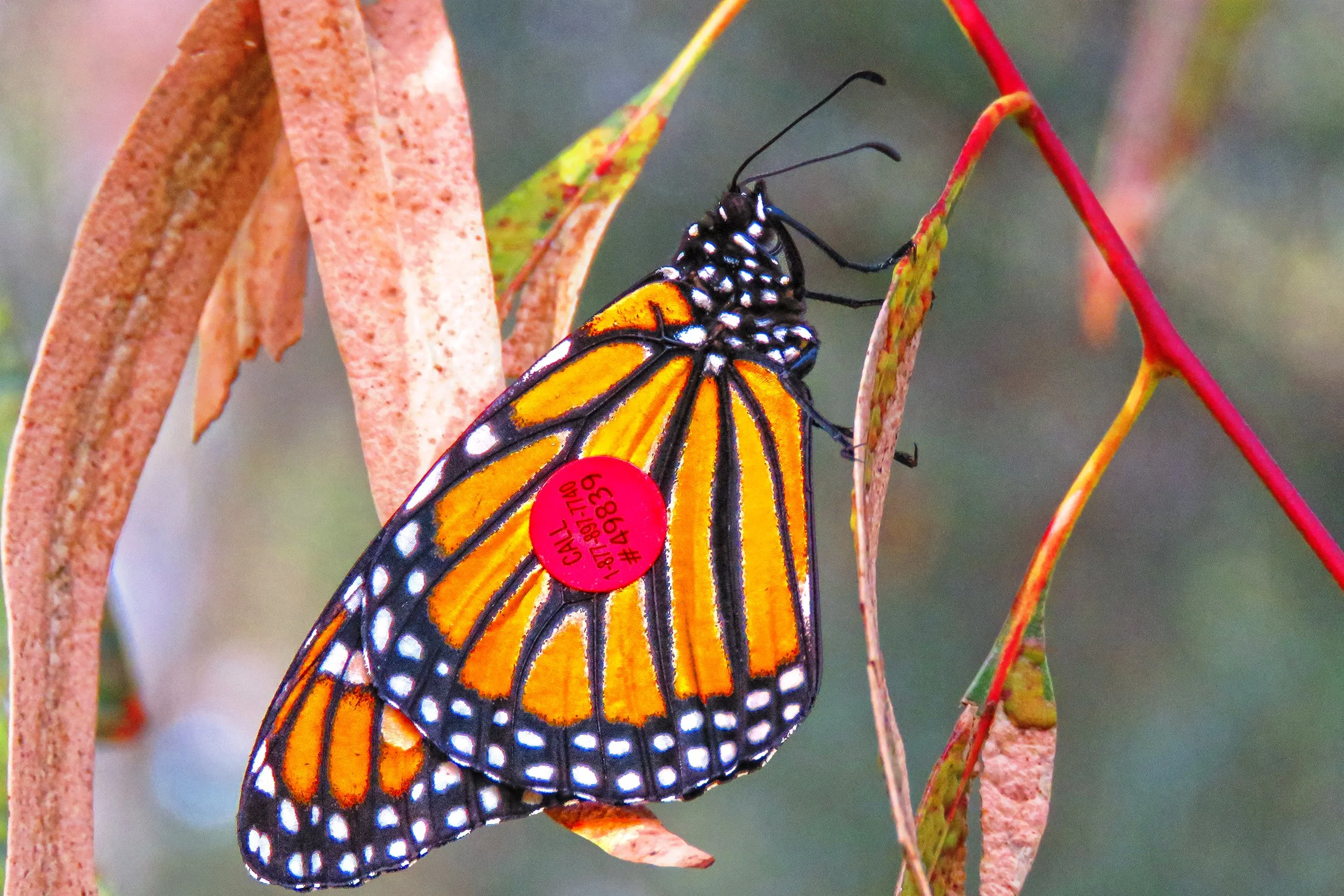 95 Butterfly_1997.jpg