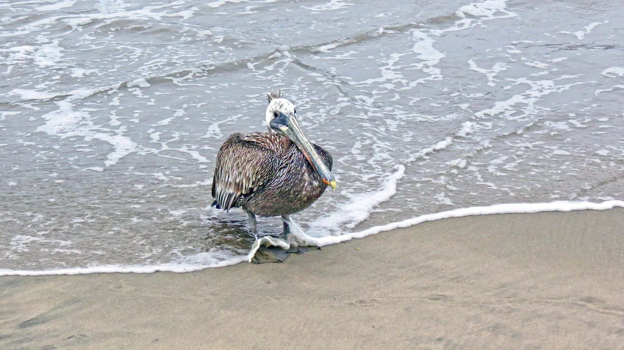 Pelican_6946 copy.jpg