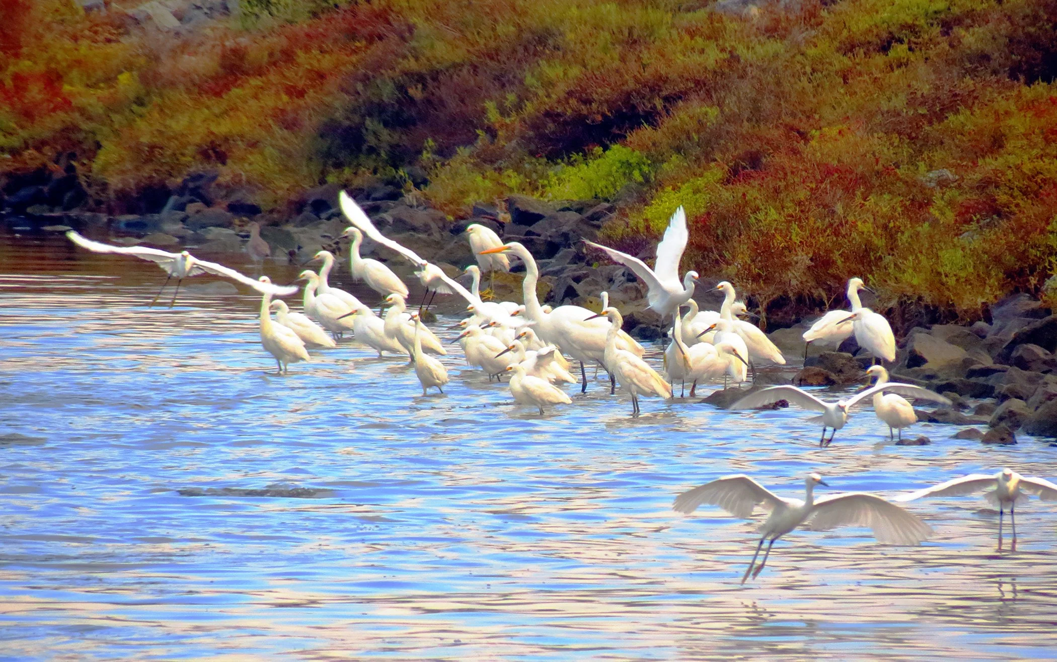 Egrets_3950 copy 2.jpg