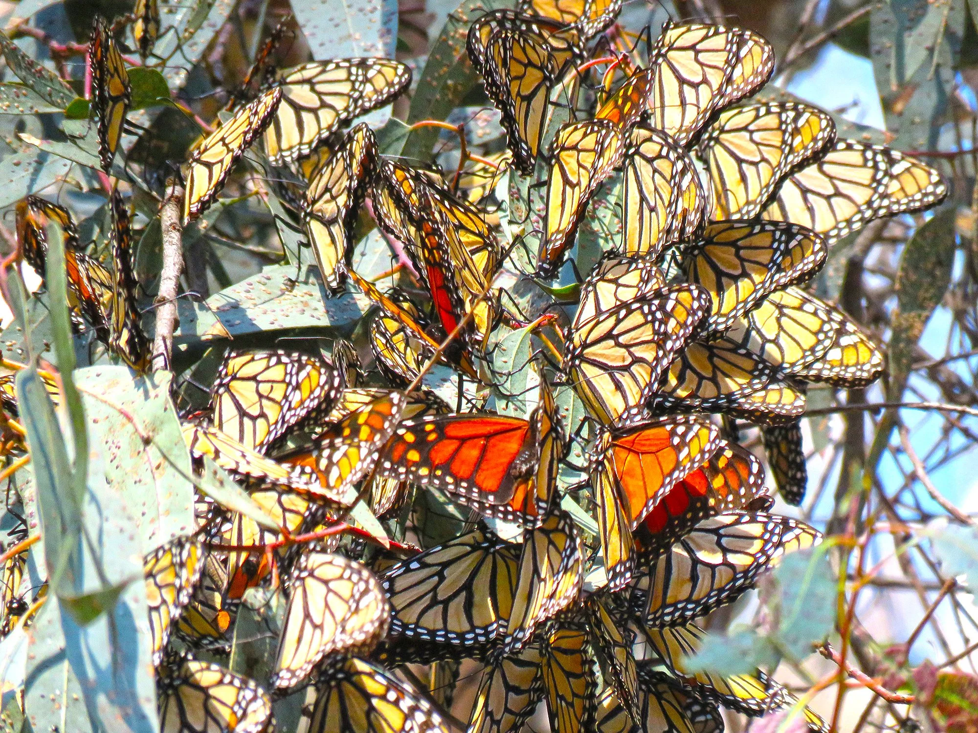 90 Butterflys_0483.jpg