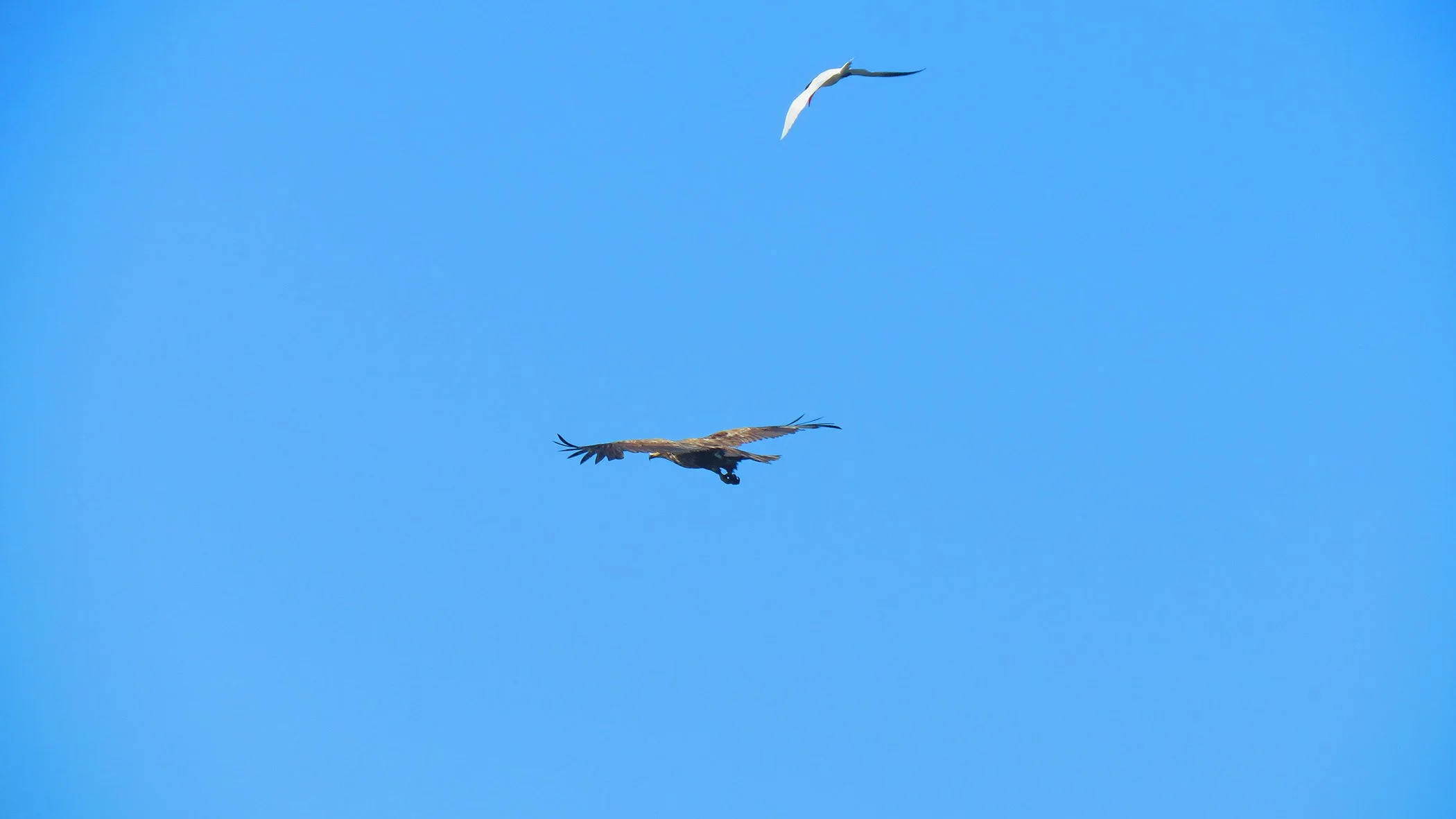 Flight_3131 copy.jpg