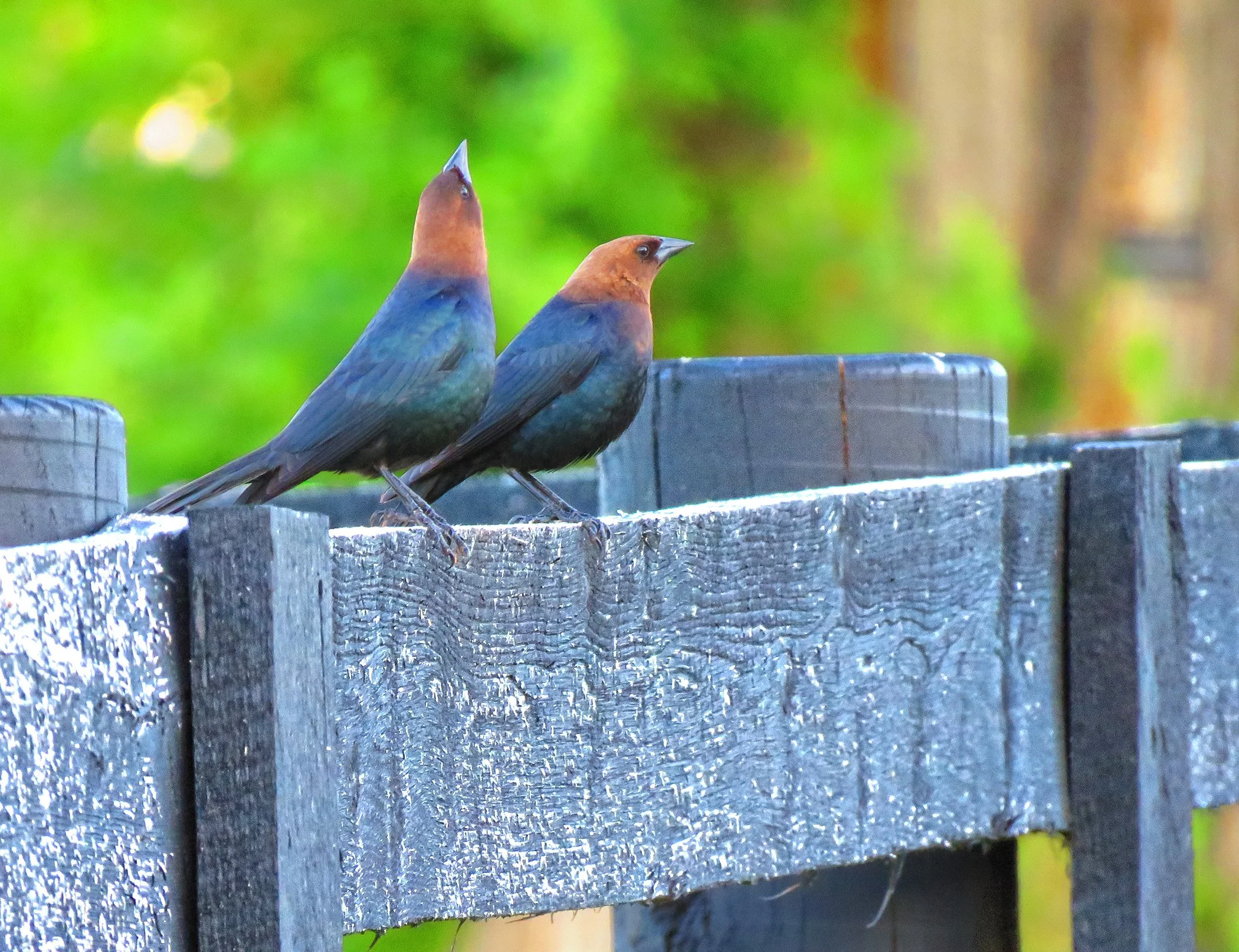 Brown-headed Cowbird_4986 copy.jpg