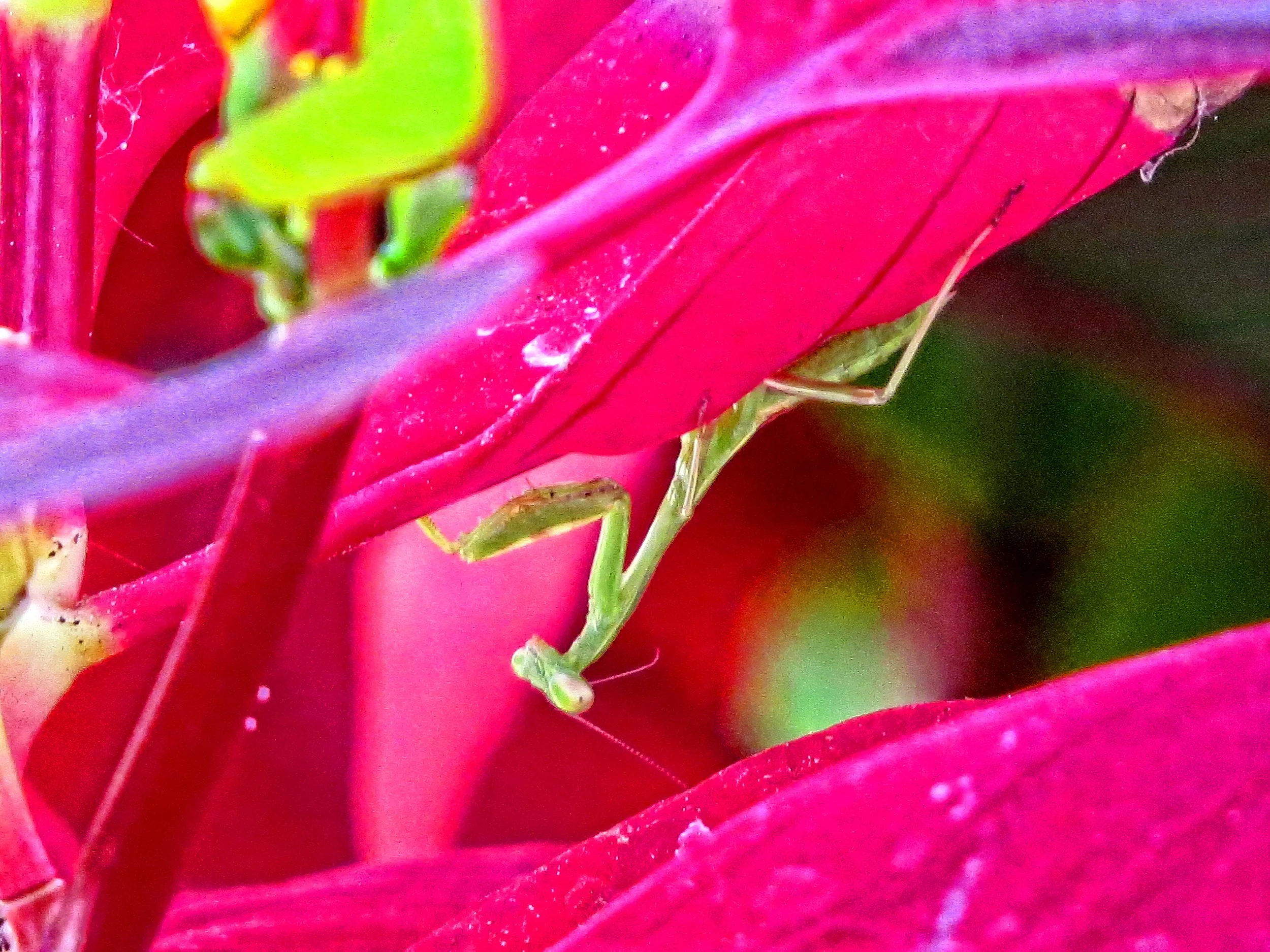 Mantis_2353.jpg