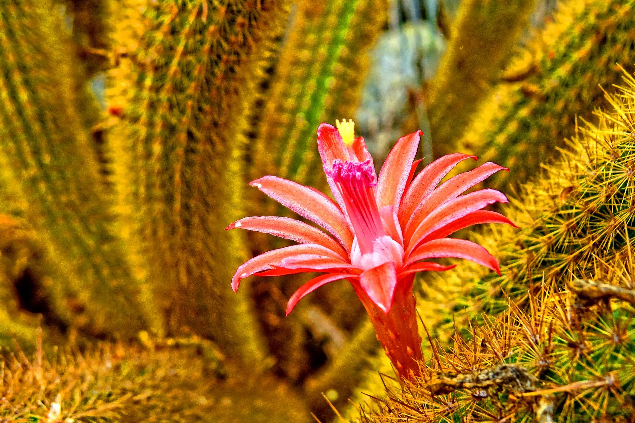 Cactus_7881 copy.jpg