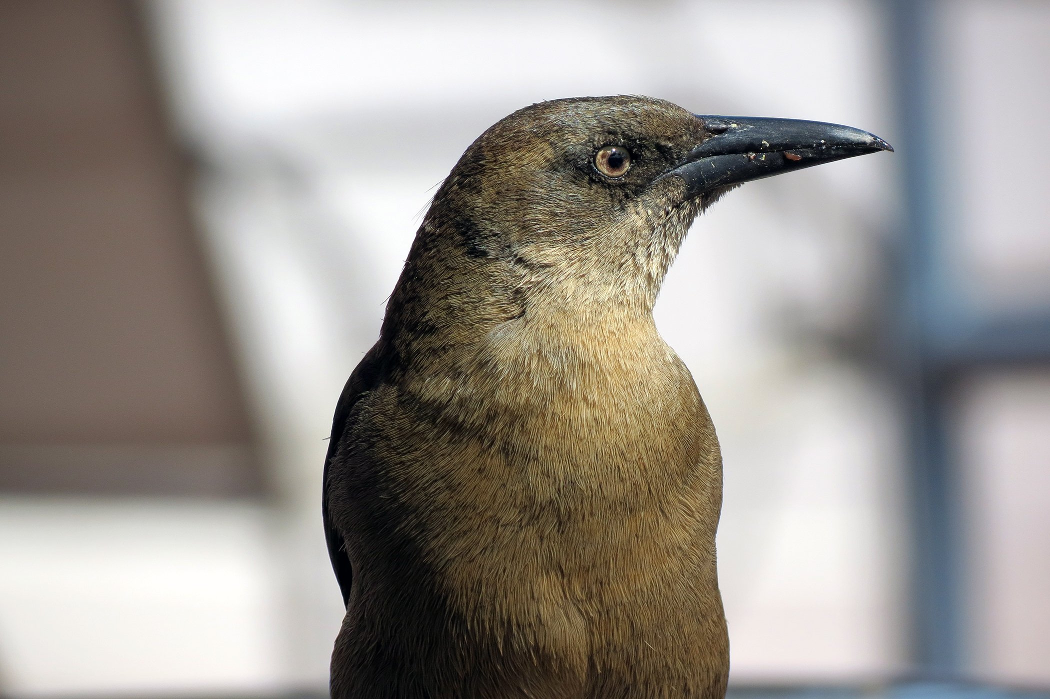 Grackle_6849 copy.jpg