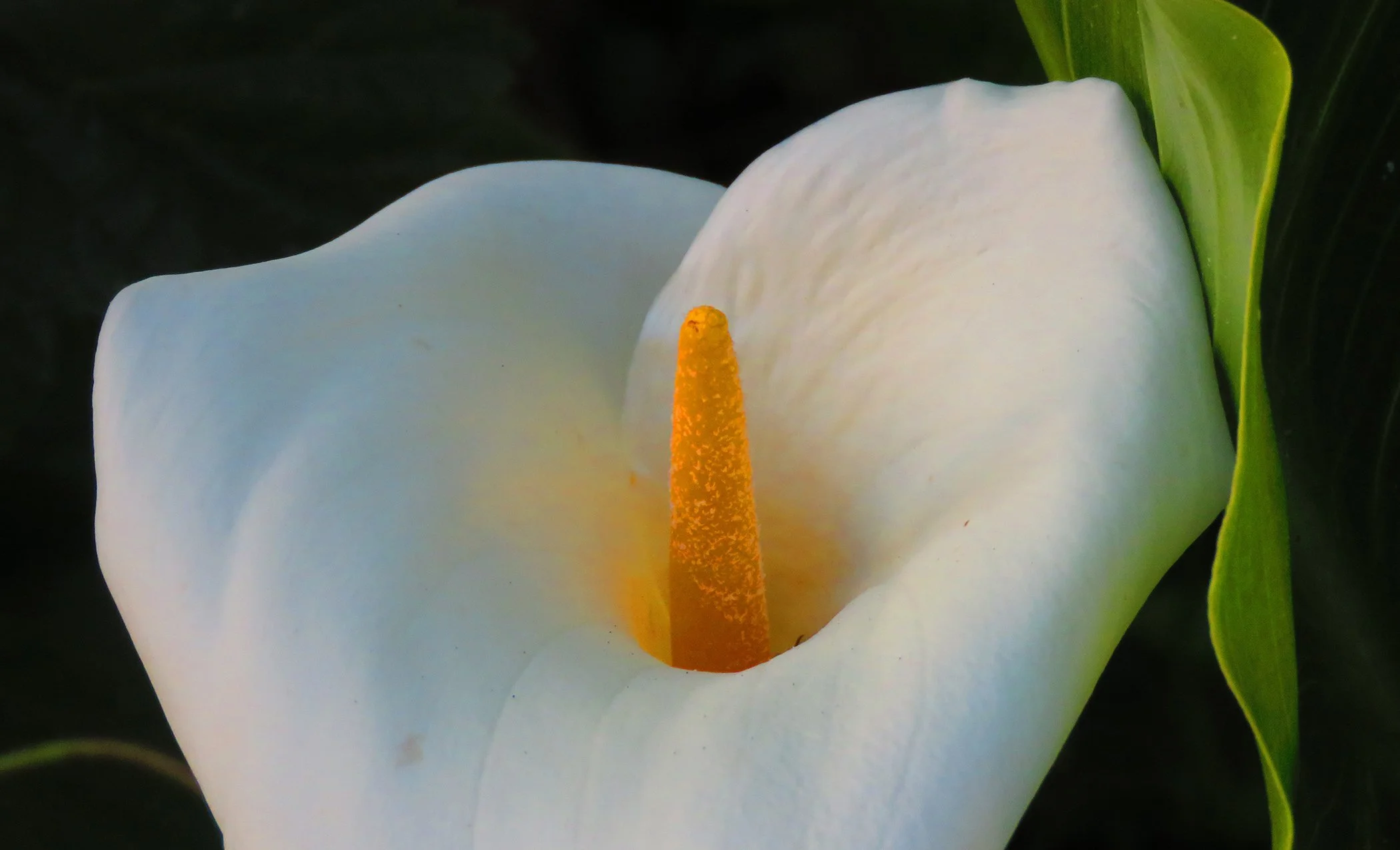 Flower _4193 copy.jpg