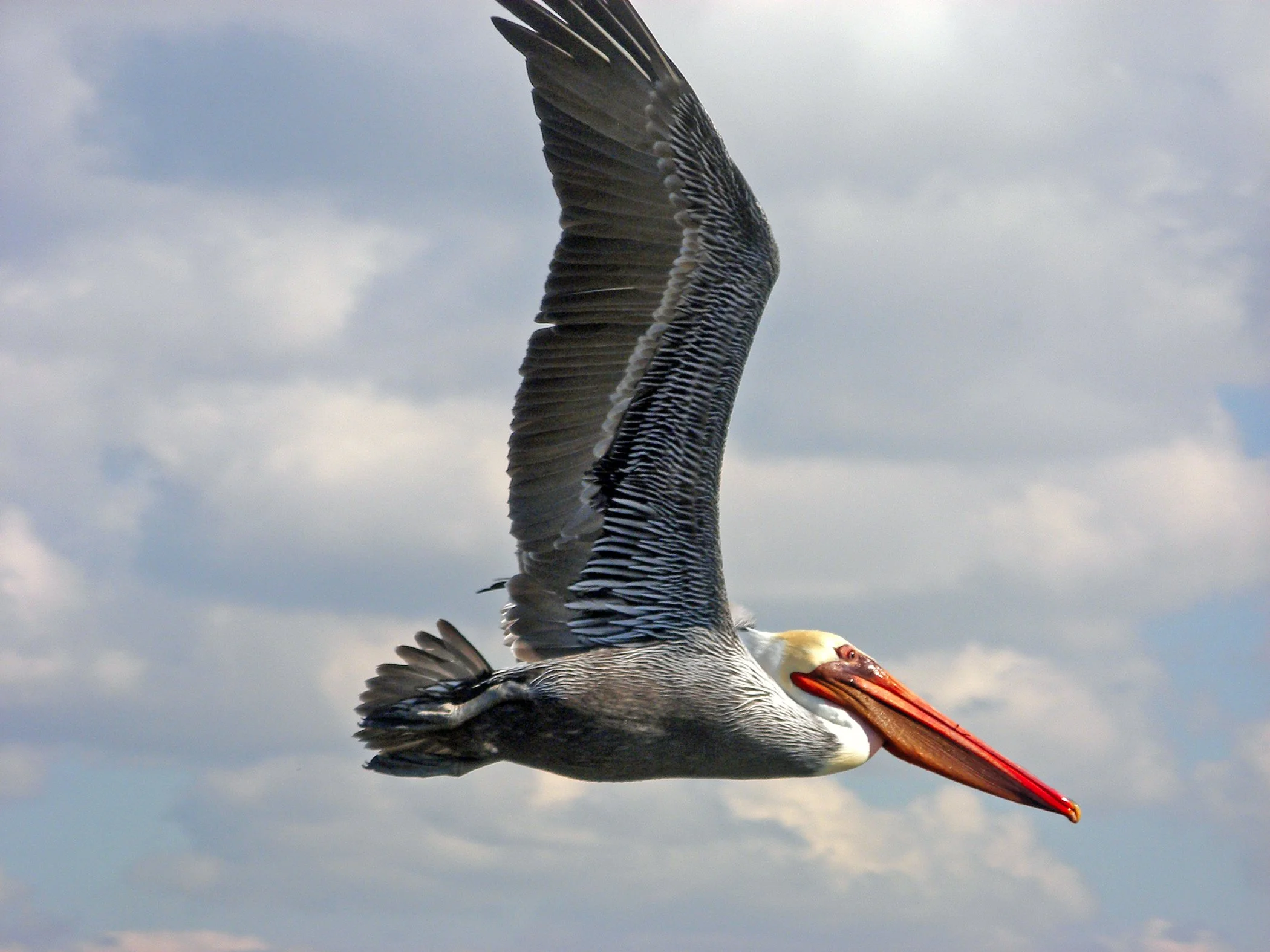 Pelican 4388 copy.jpg