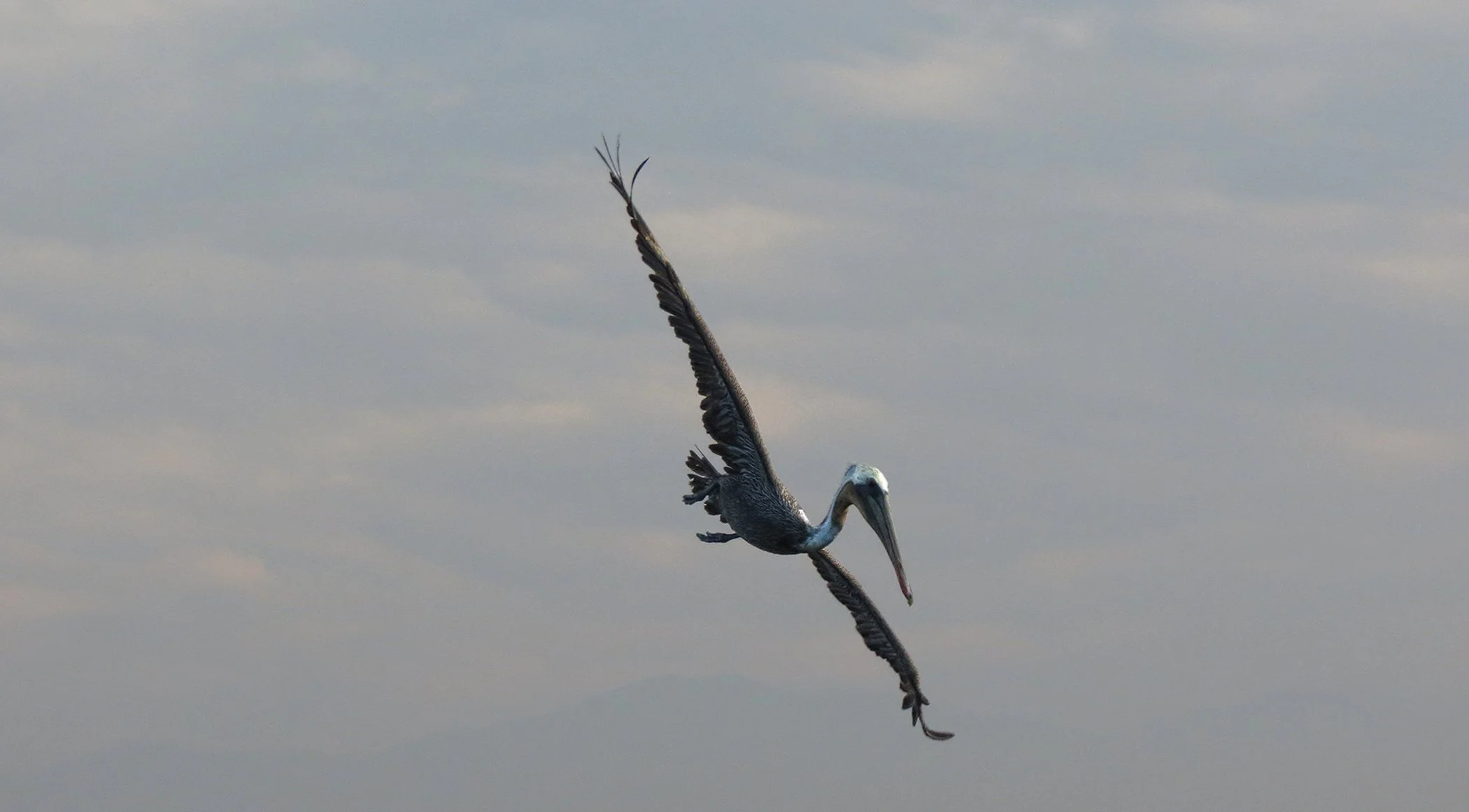 Pelican_9294 copy.jpg