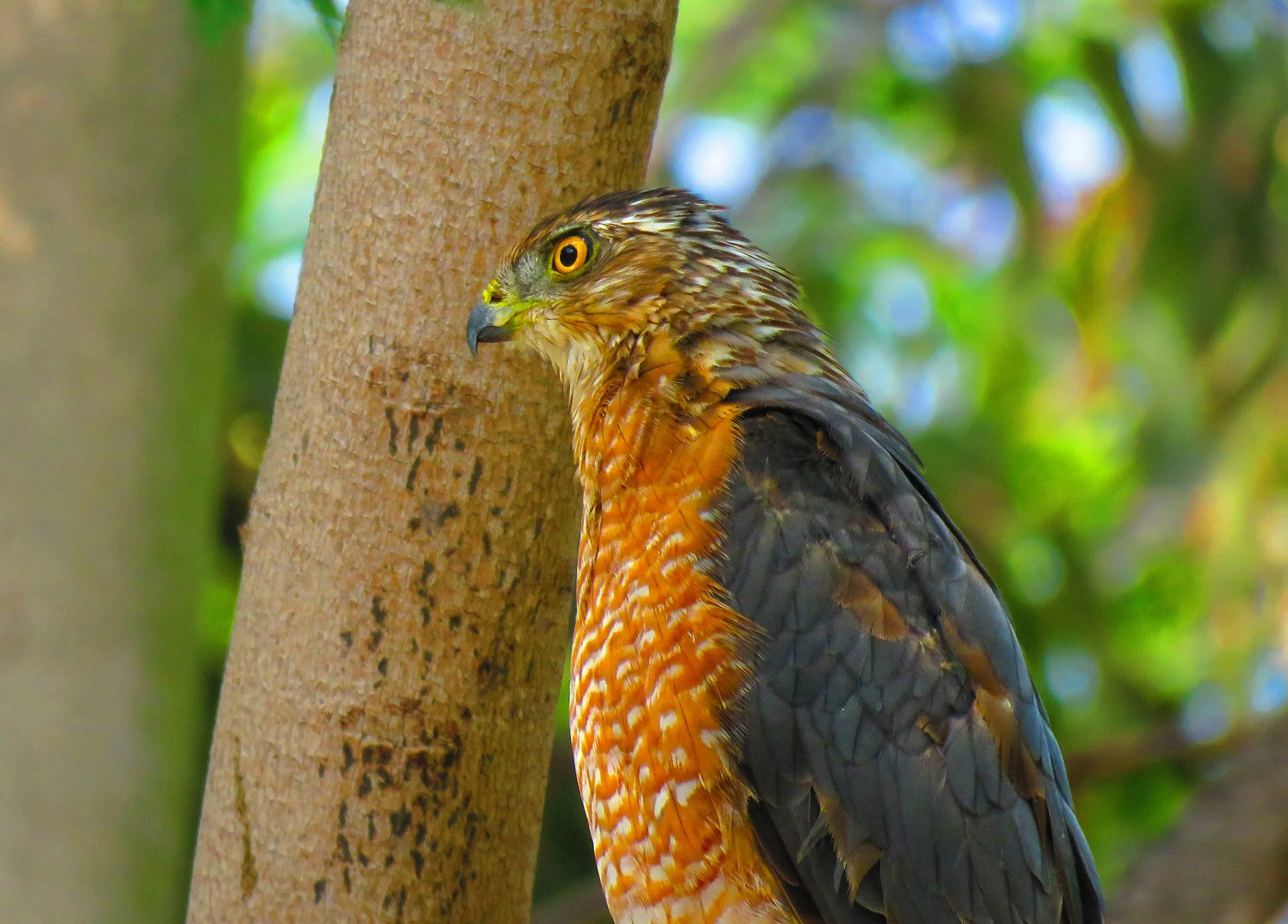 Red-shouldered hawk_5789 copy.jpg
