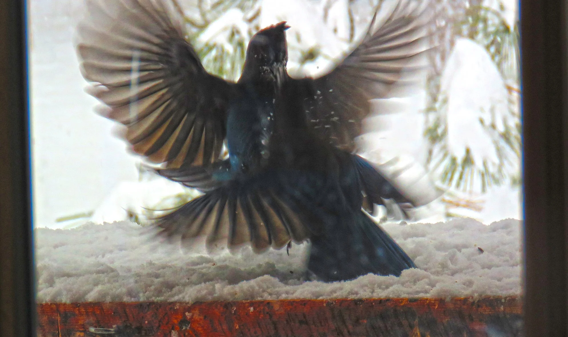 Blue Jay_0616 copy.jpg