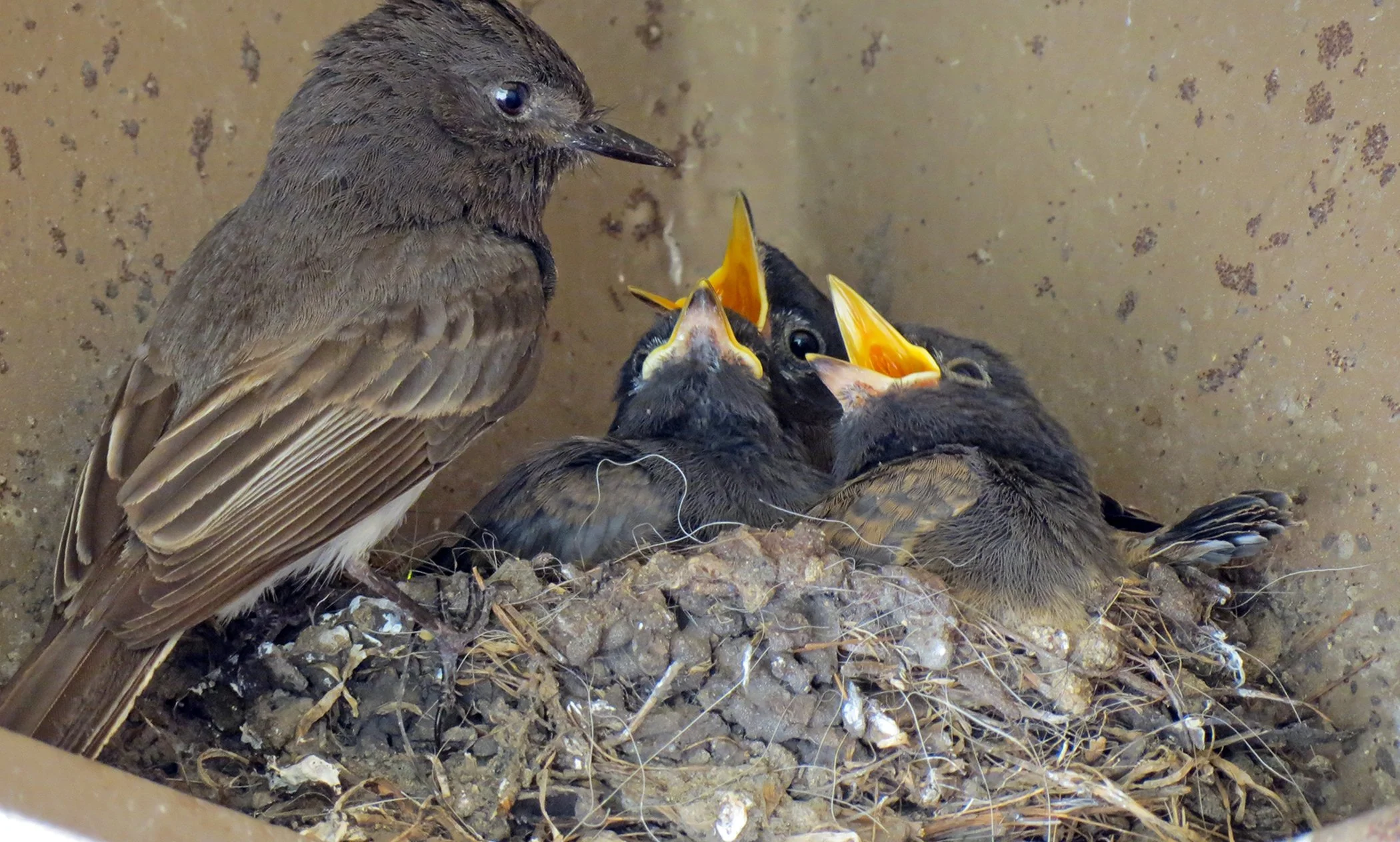 baby birds_7255 copy.jpg