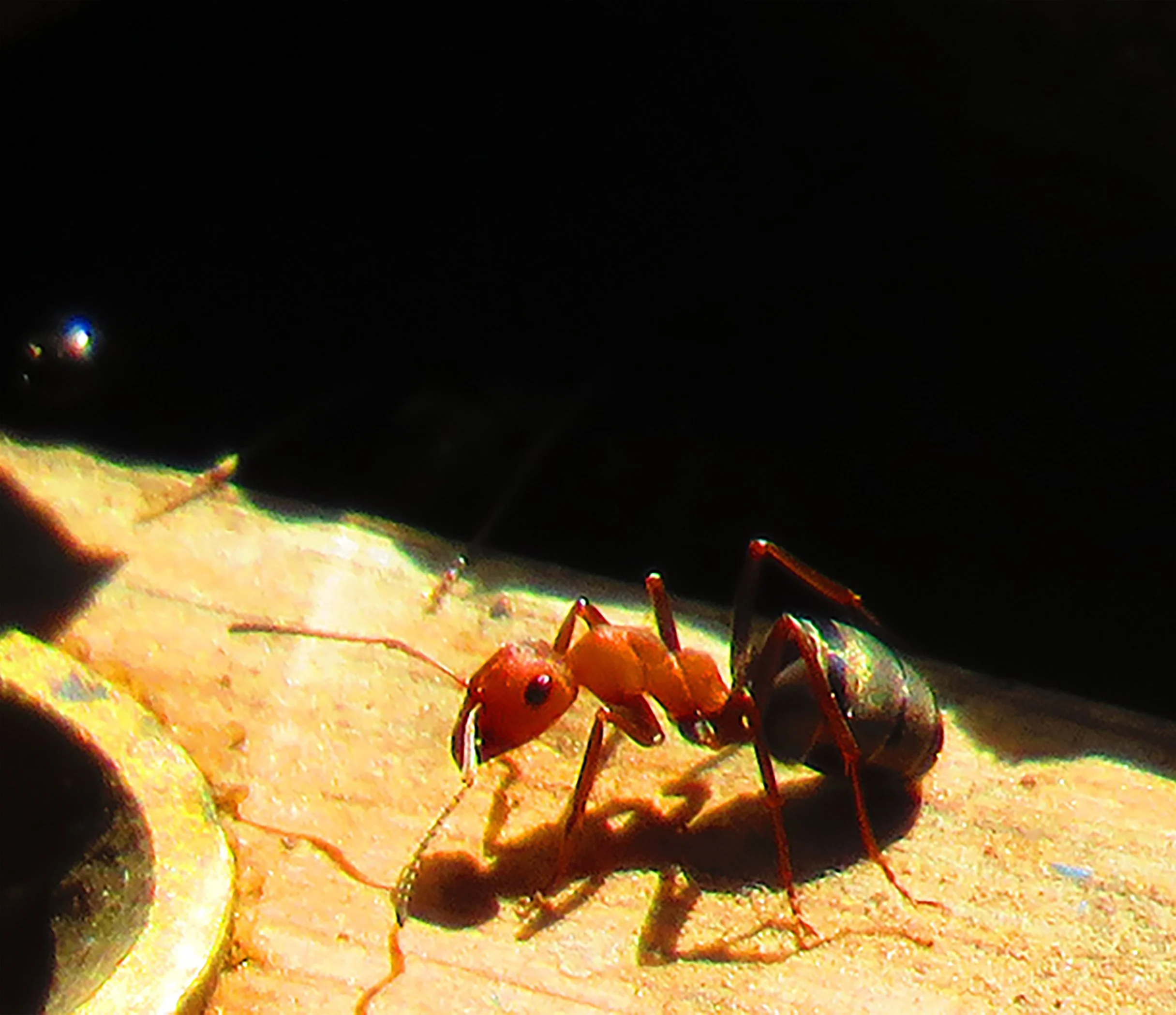 Ants_2255 copy 3.jpg