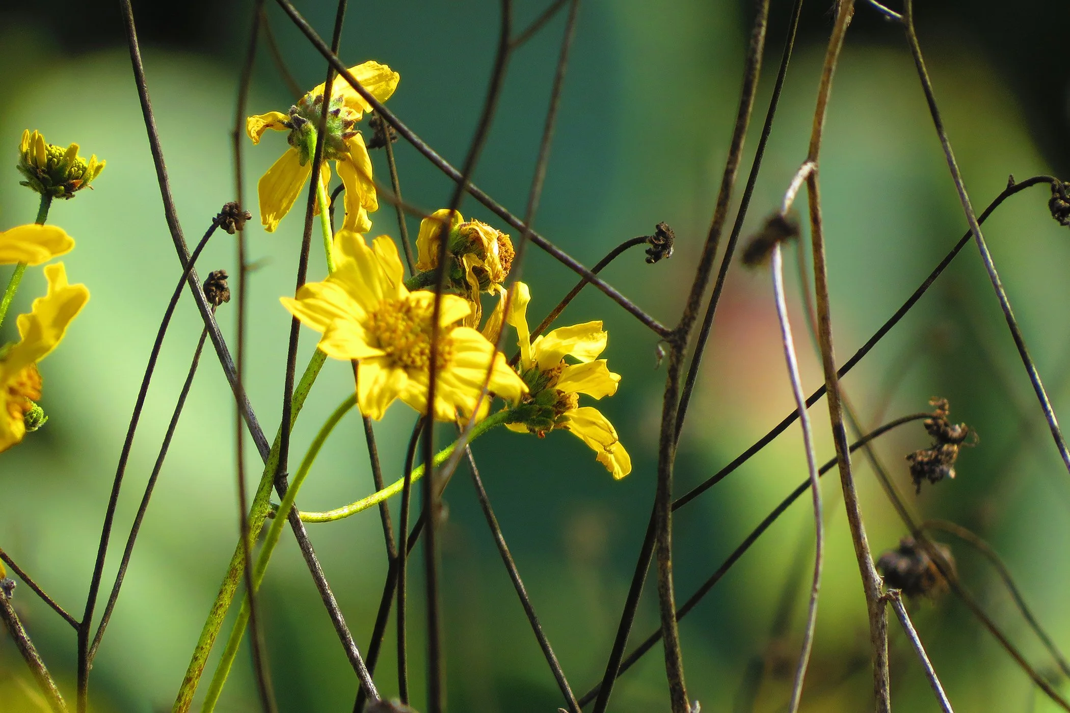 Flower_2047 copy.jpg