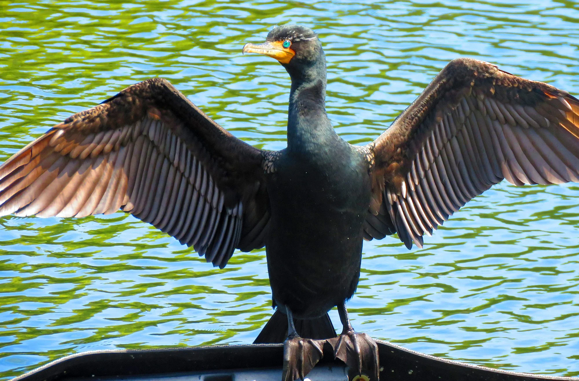 Cormorant_9724.jpg