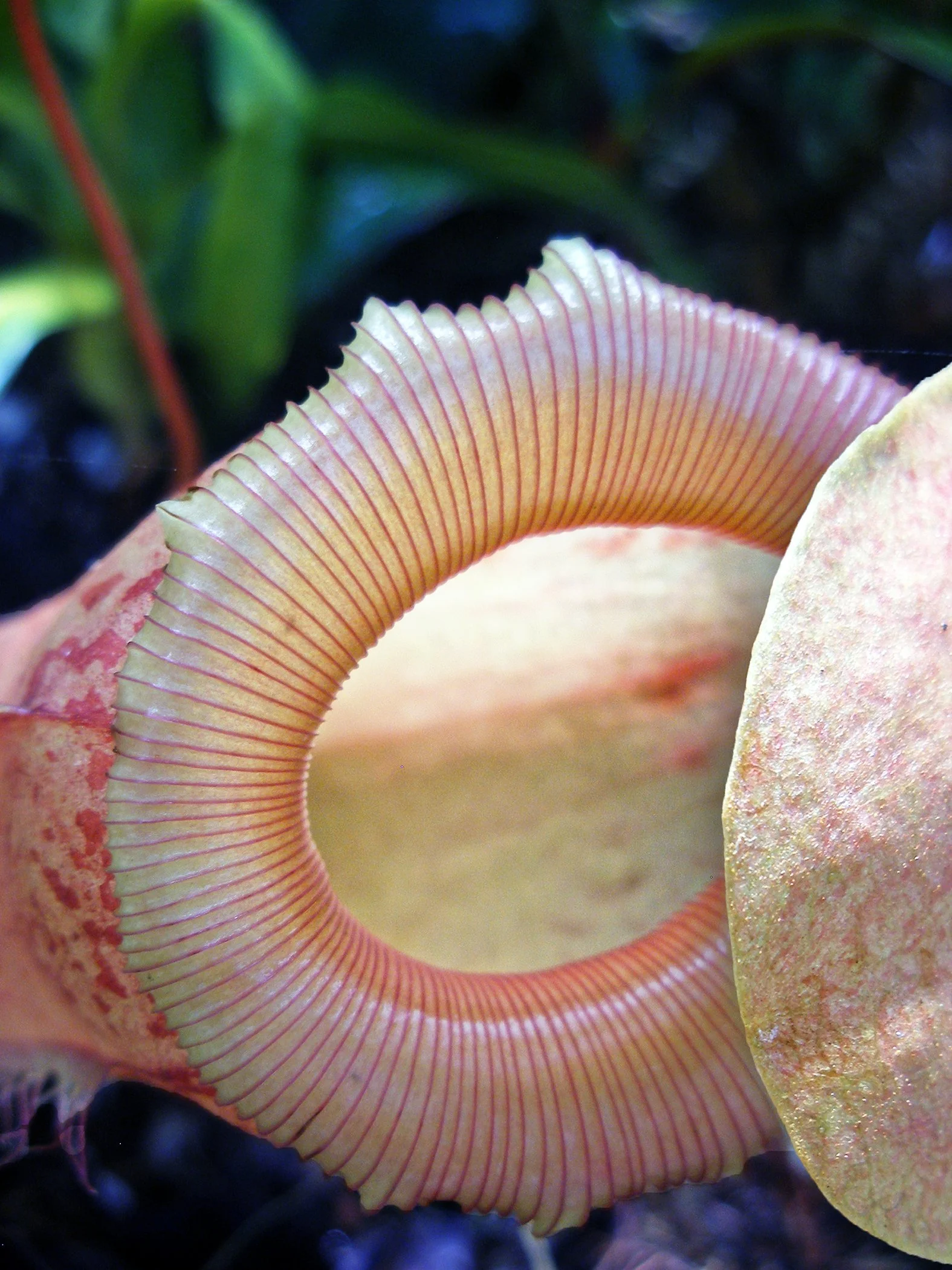 Flower 5107 copy.jpg