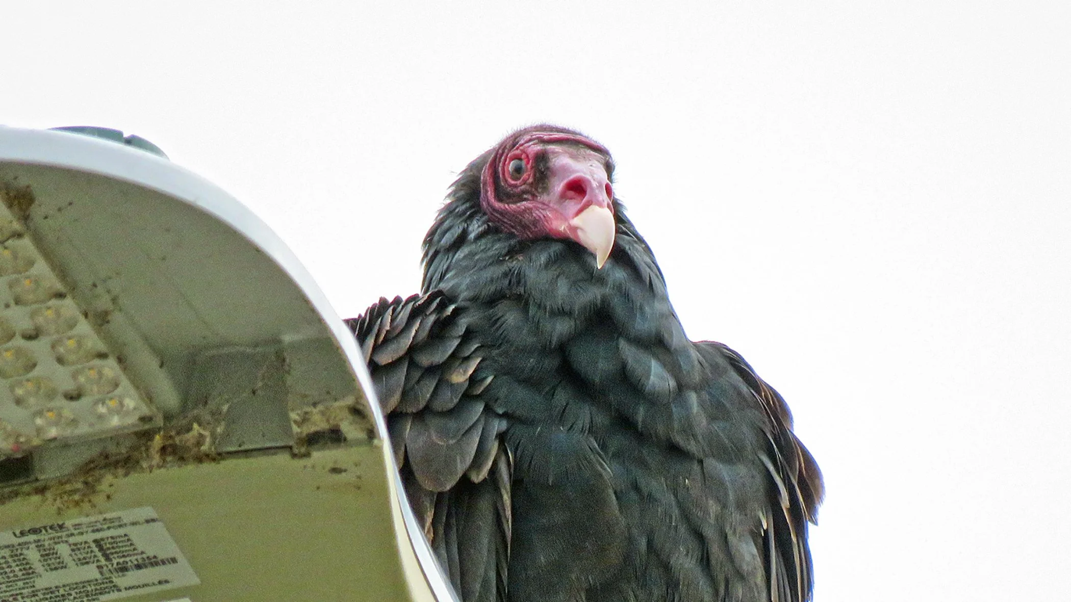 Vulture b_4739 copy.jpg