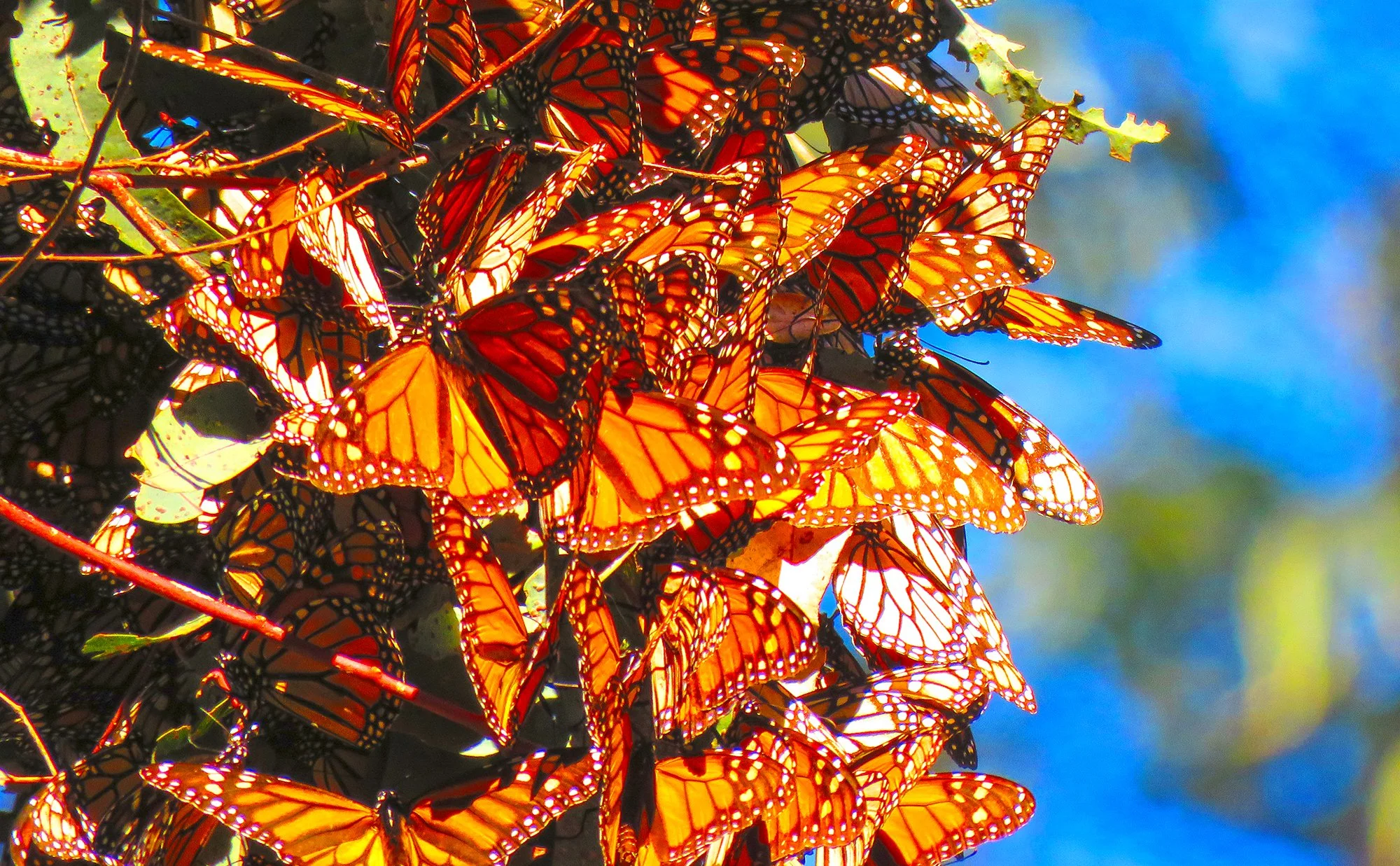 15 Butterflys_0602.jpg