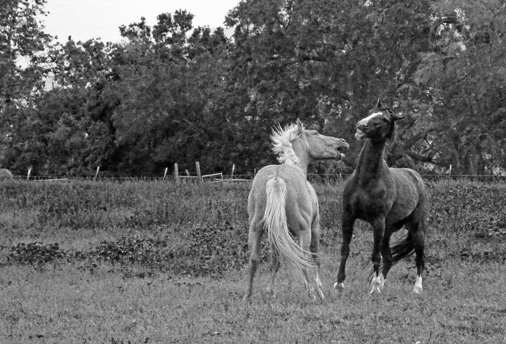 Horses BW_3773.jpg