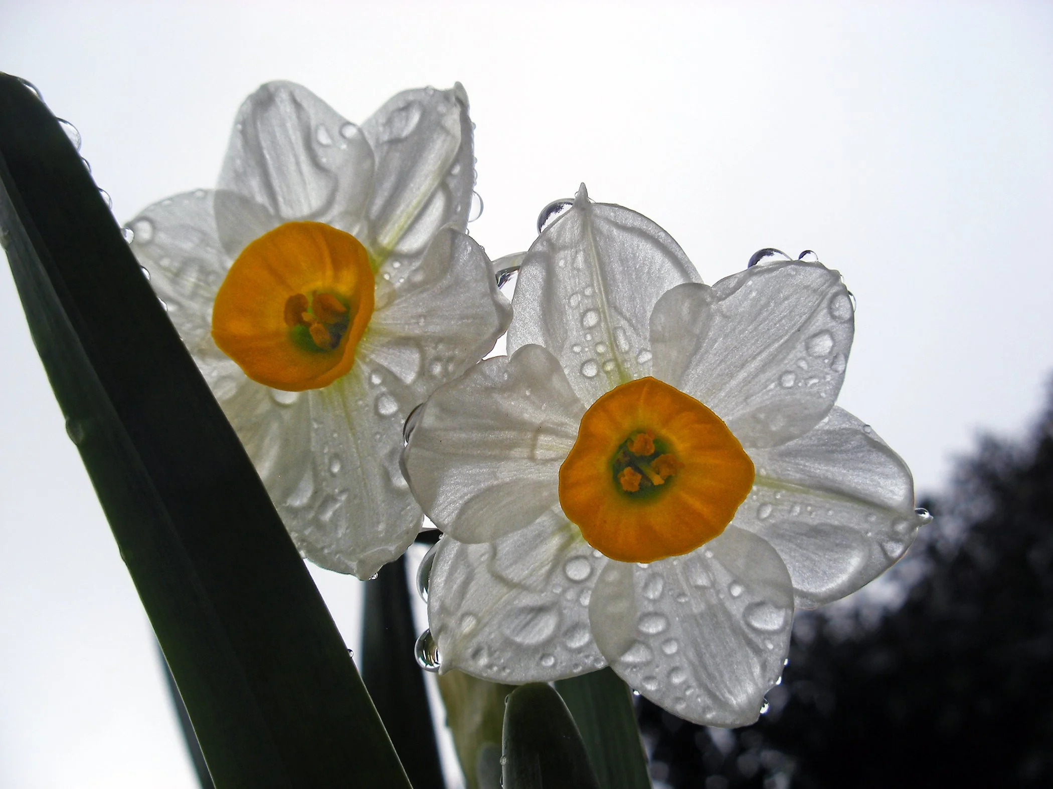 daffodil 9990.jpg