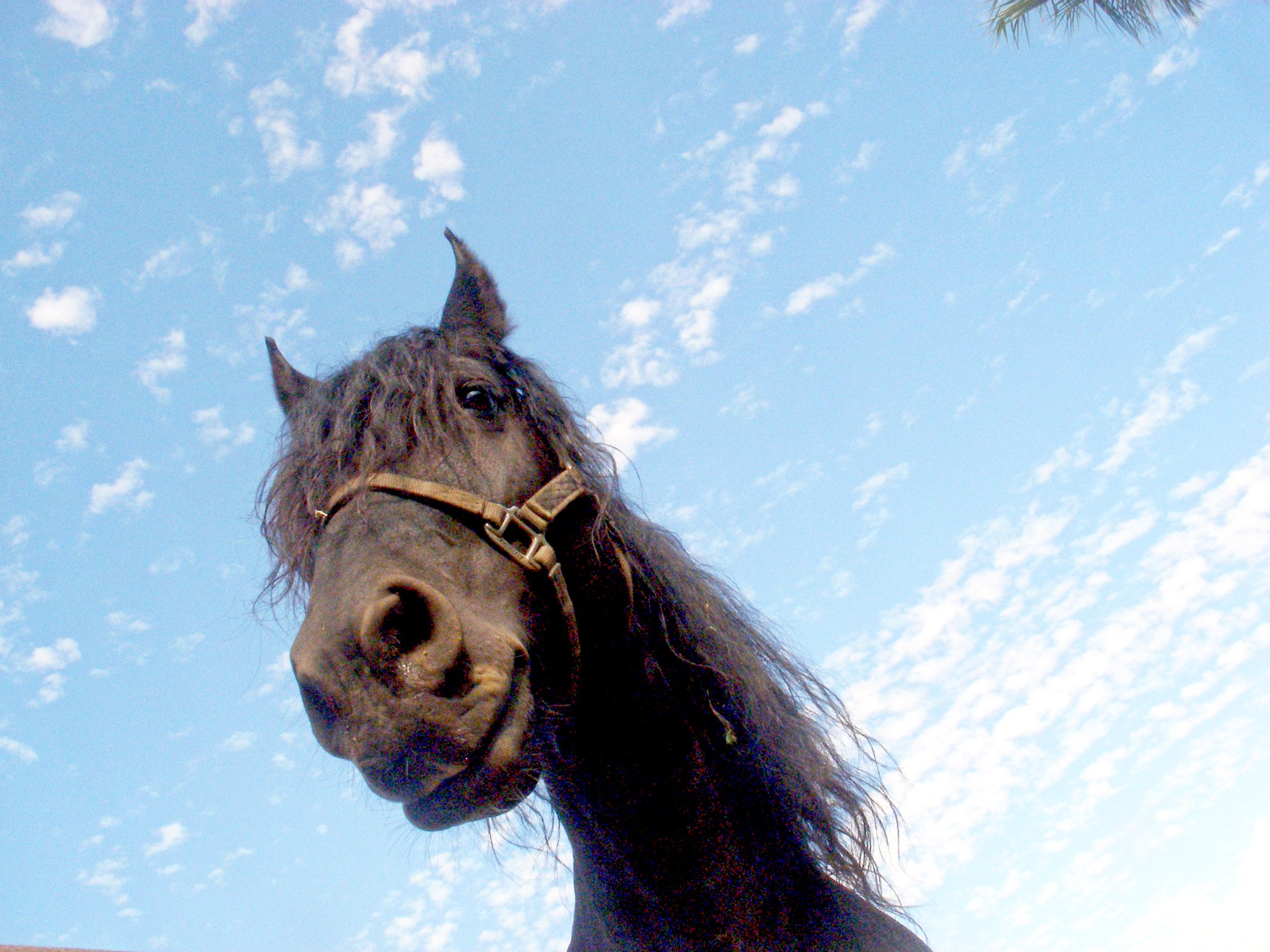 Horse 0703.jpg