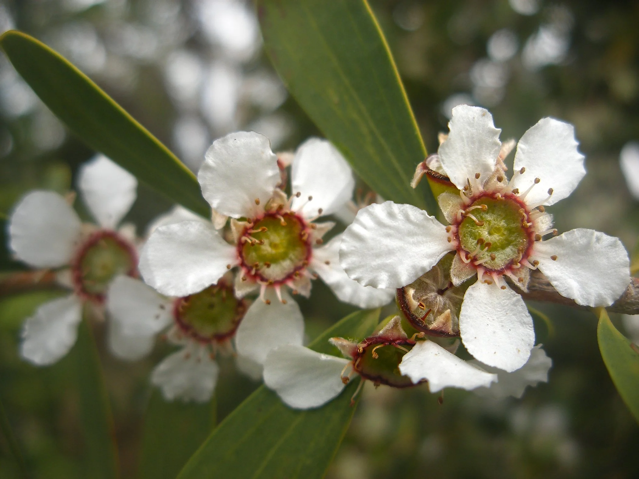 Buds 1469.jpg