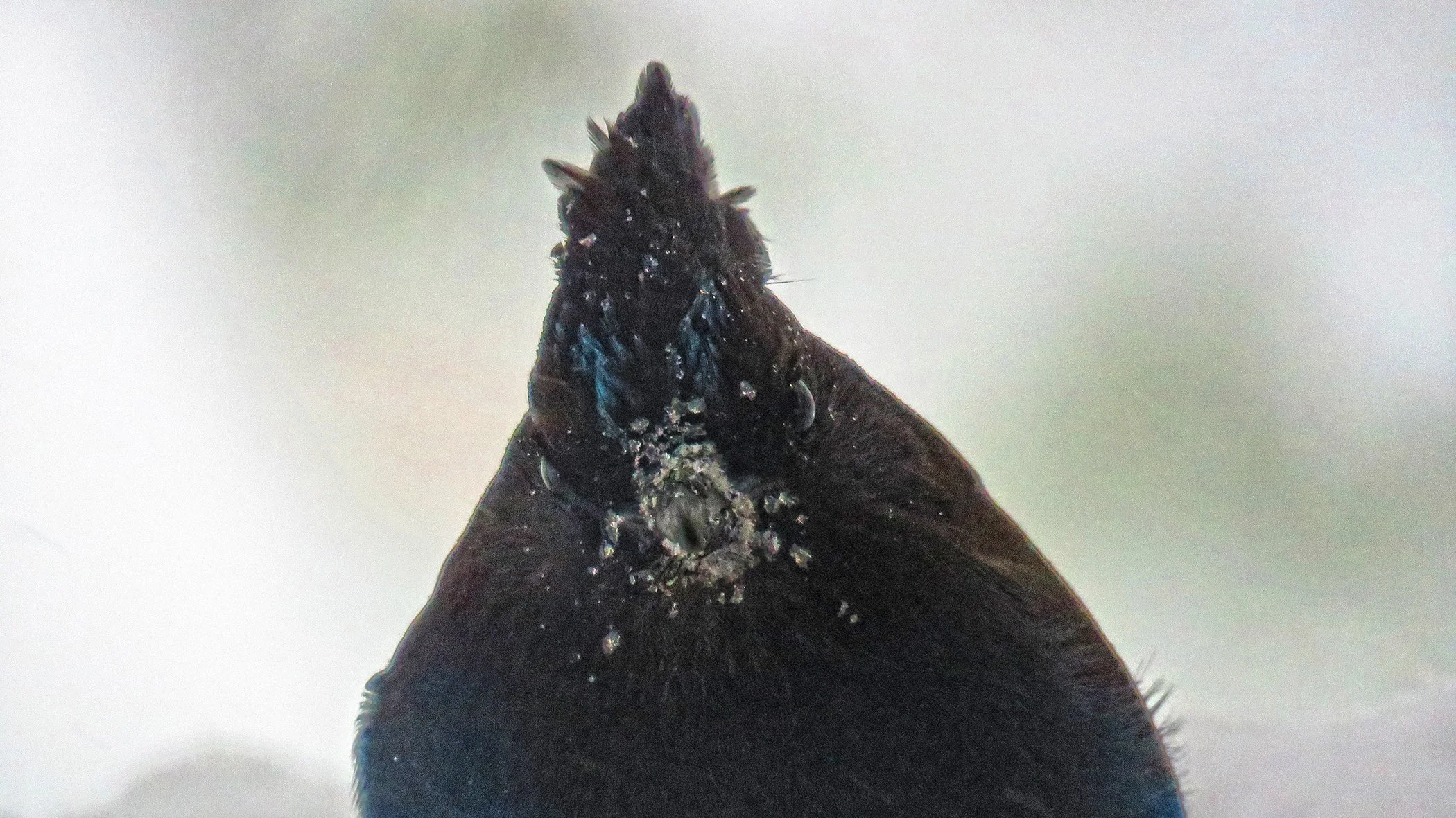 Blue Jay_0086 copy.jpg