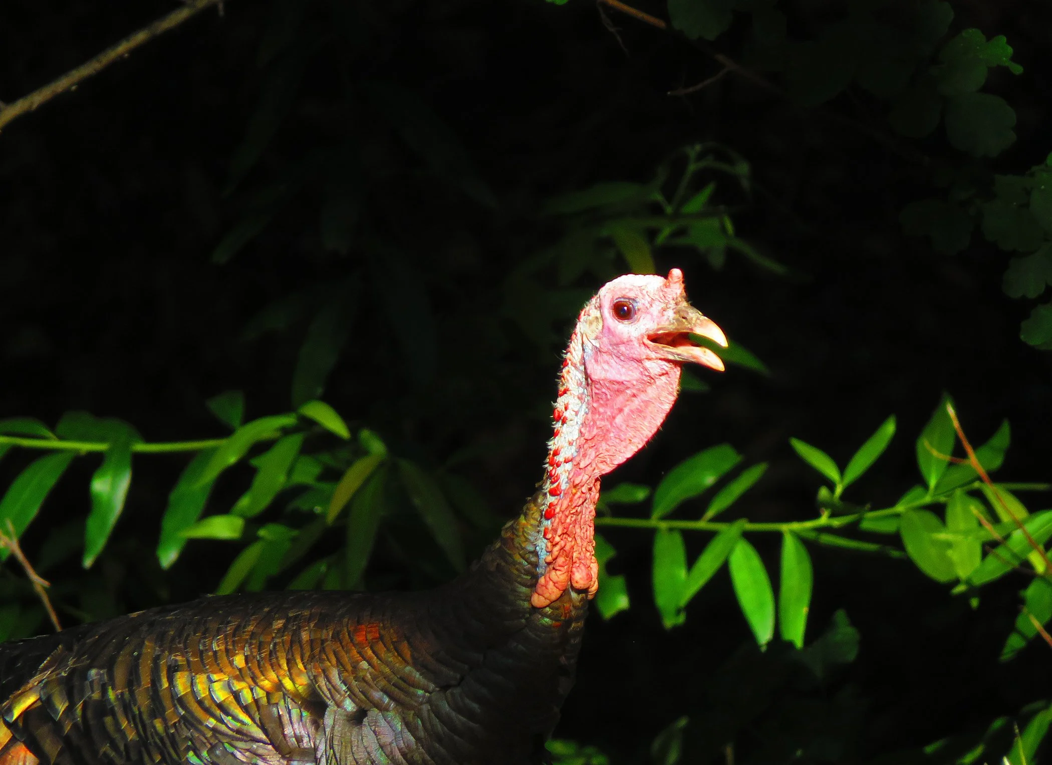 Turkey_6923 copy.jpg