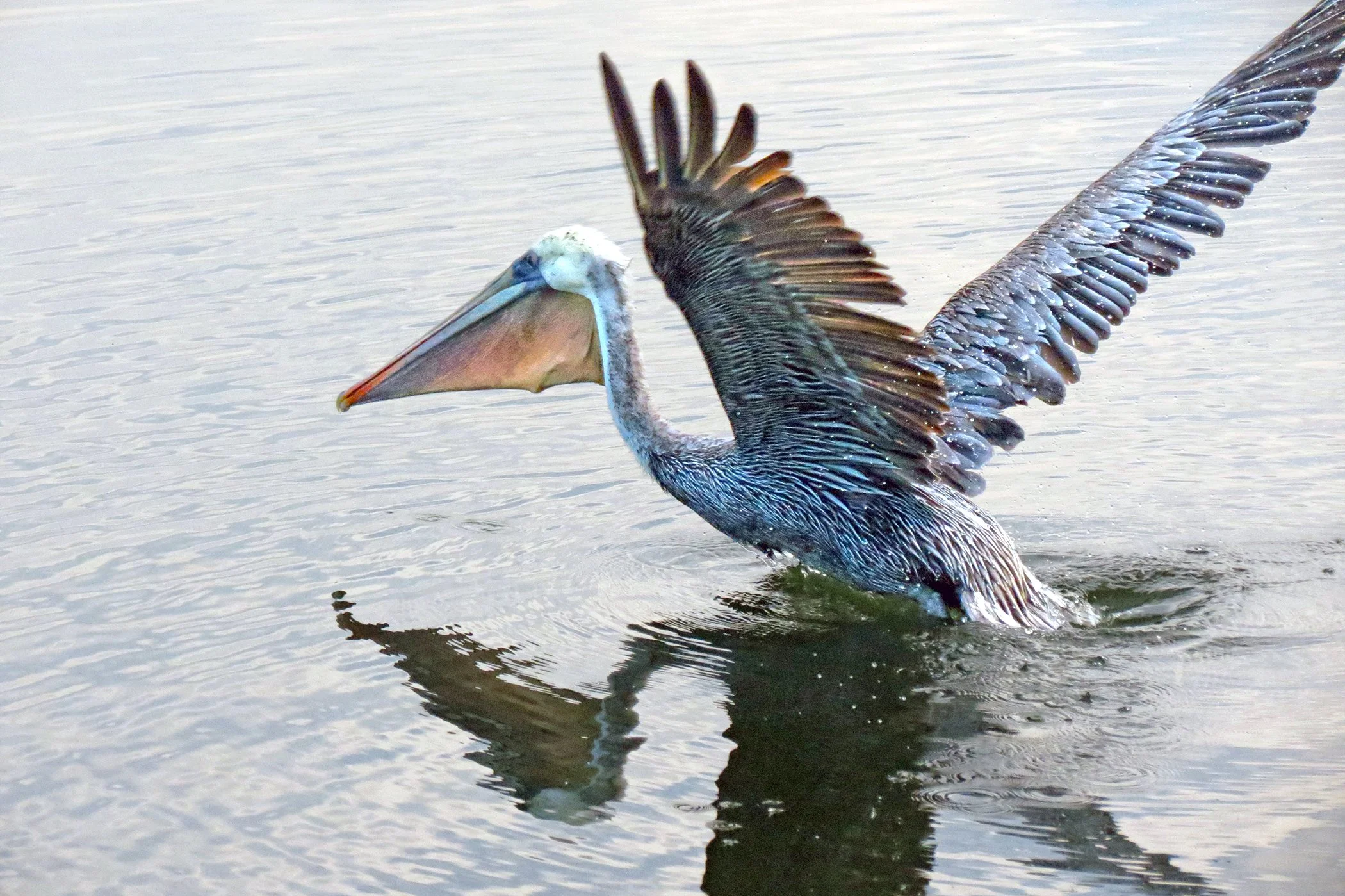 Pelican_9327 copy.jpg