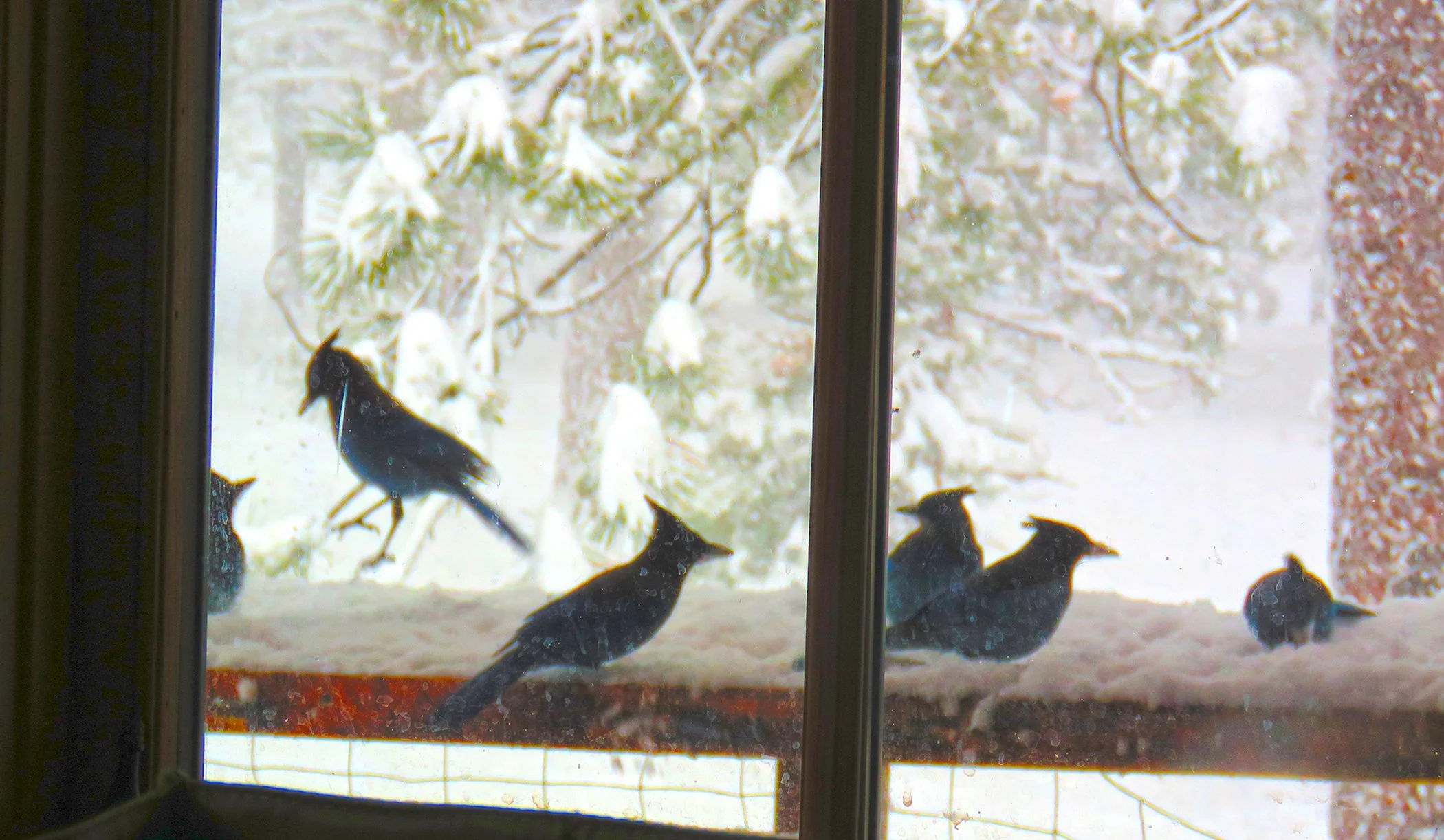 Blue Jay_0345 copy.jpg