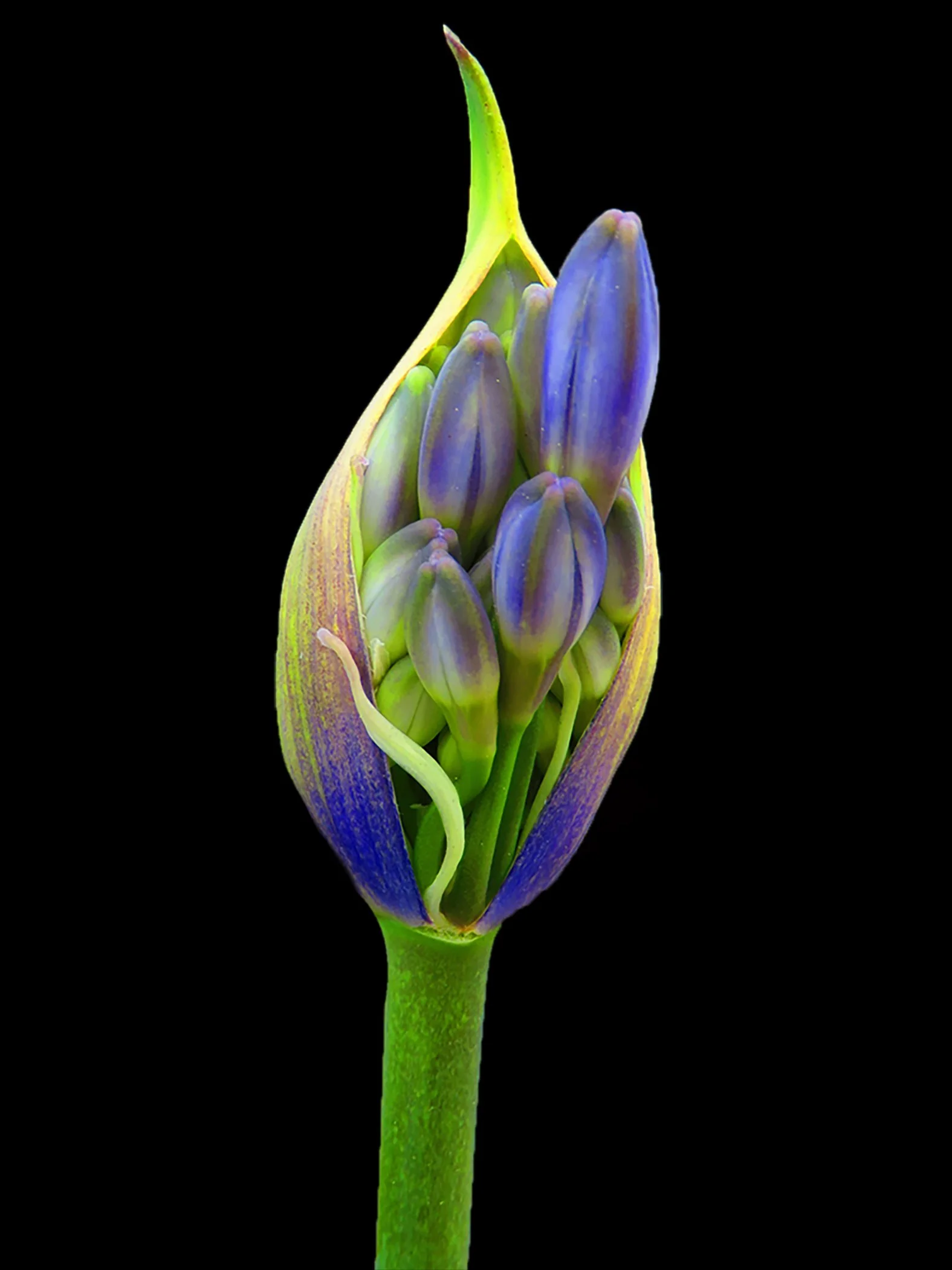 Flower_3714 Crop copy.jpg