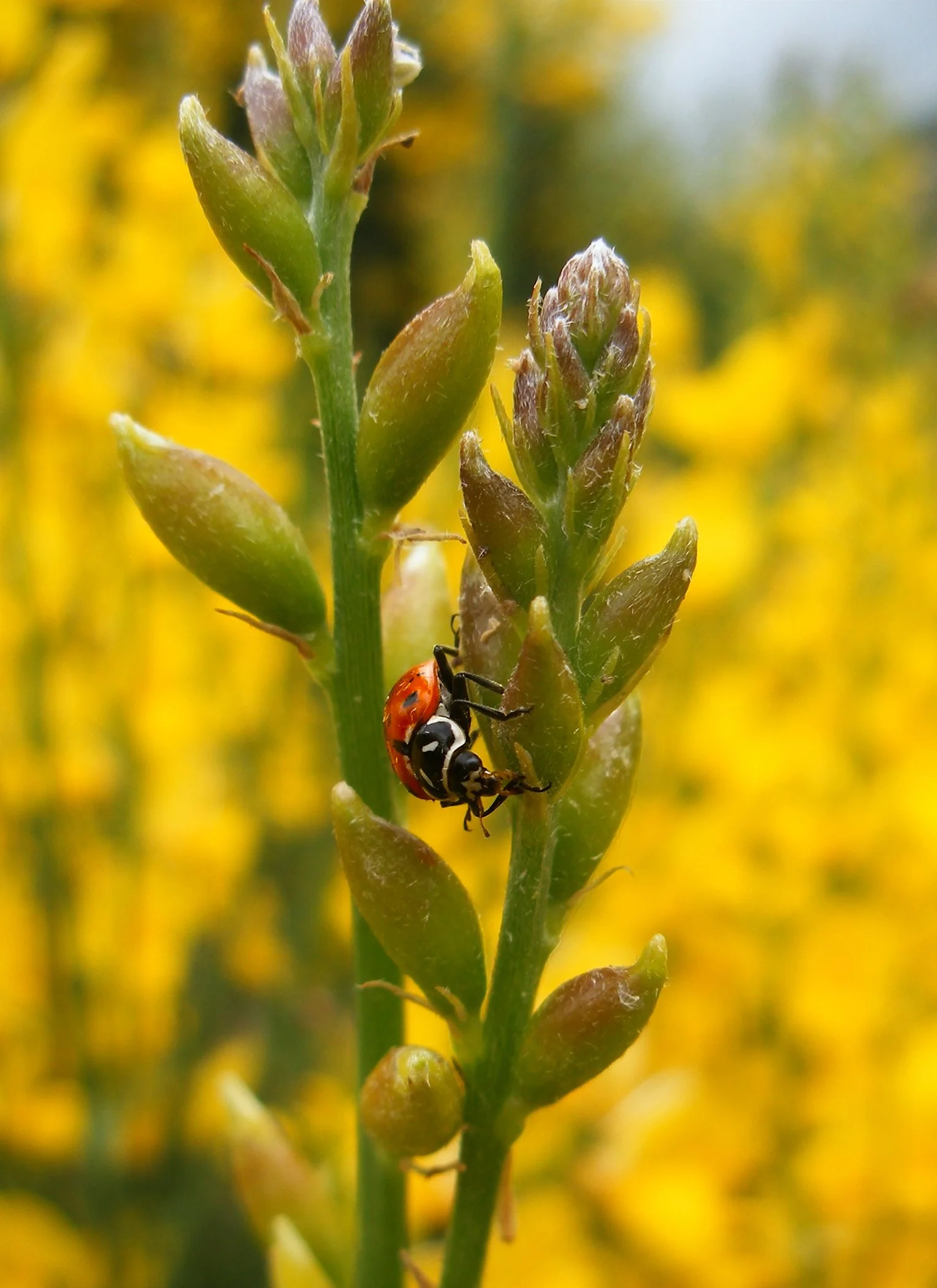 Lady Bug 8081 V copy.jpg