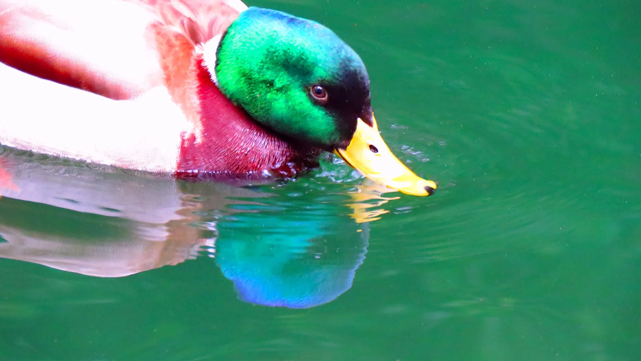 Duck_8075 copy.jpg