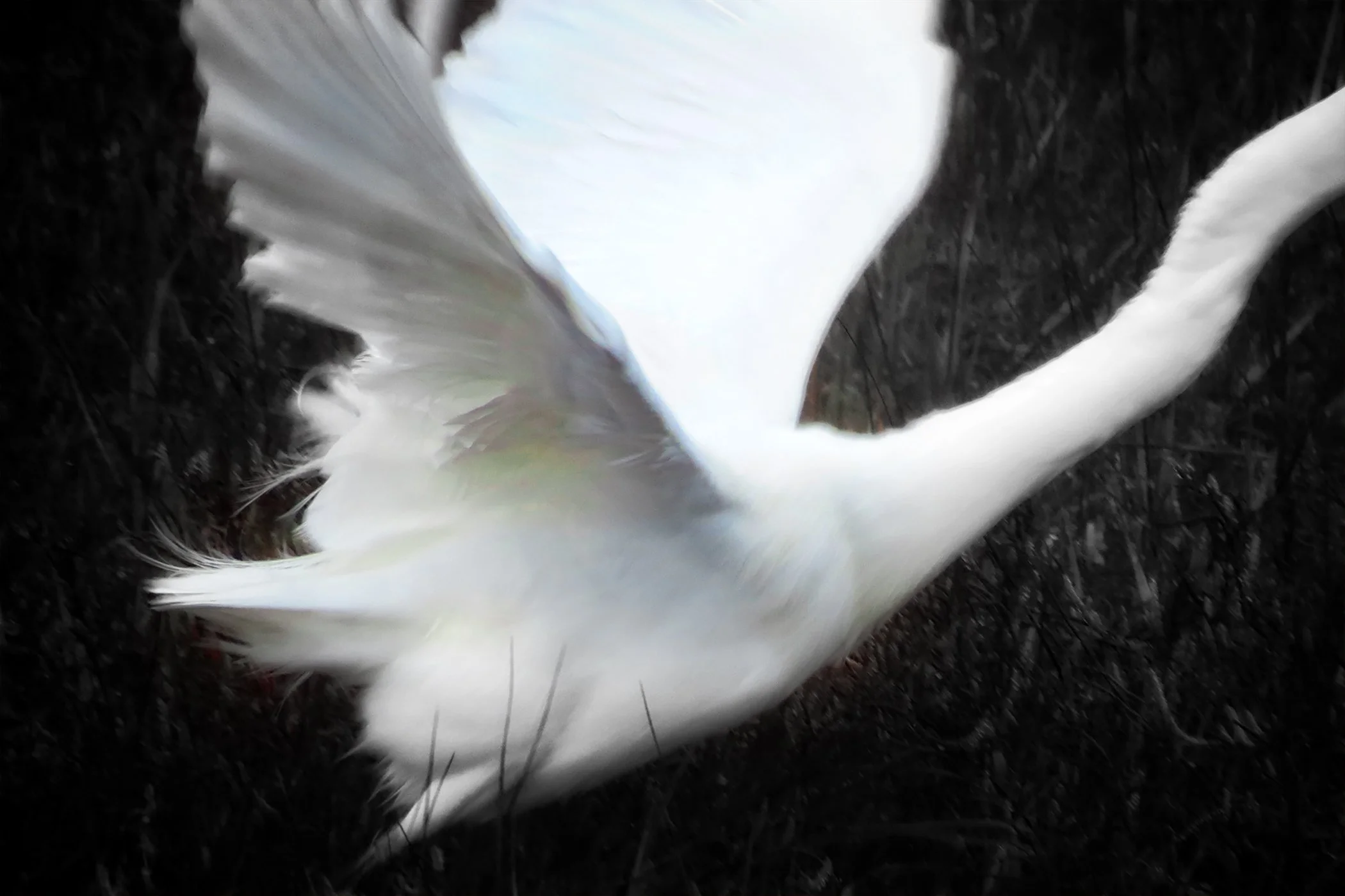 Egret_7745 copy.jpg