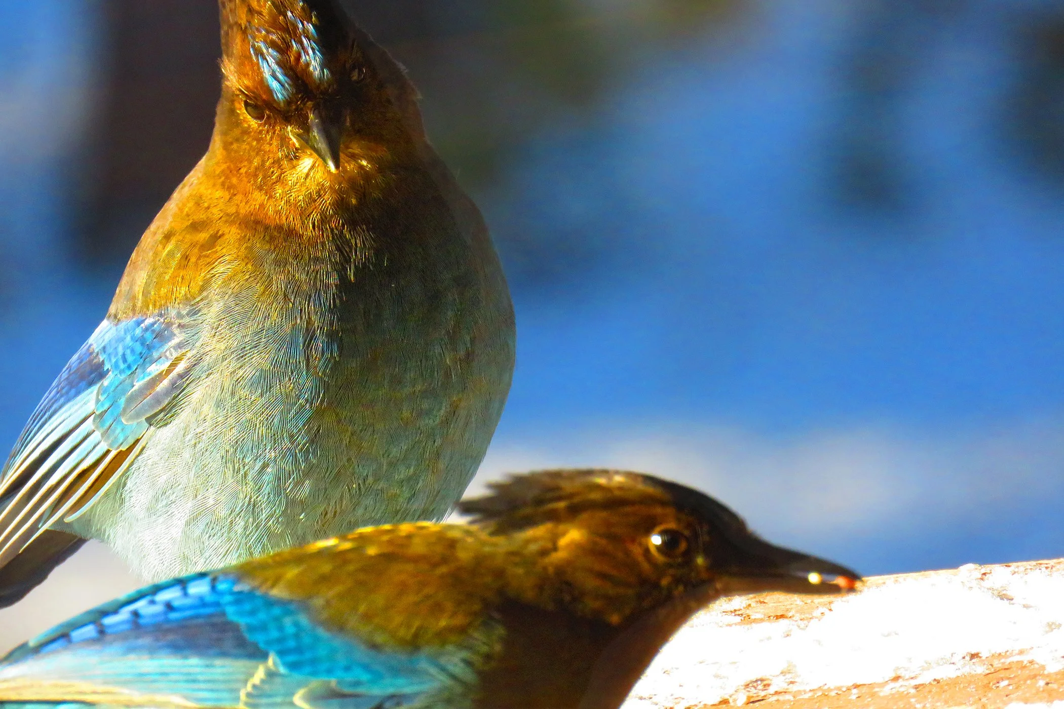 blue Jay_9237 copy.jpg