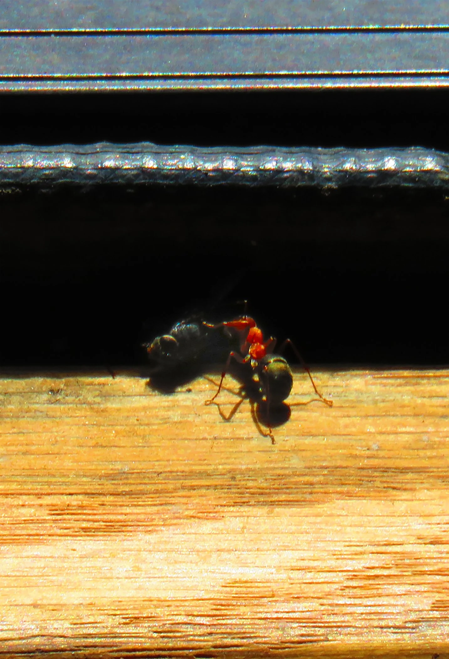 Ants_2239 Verticle copy.jpg