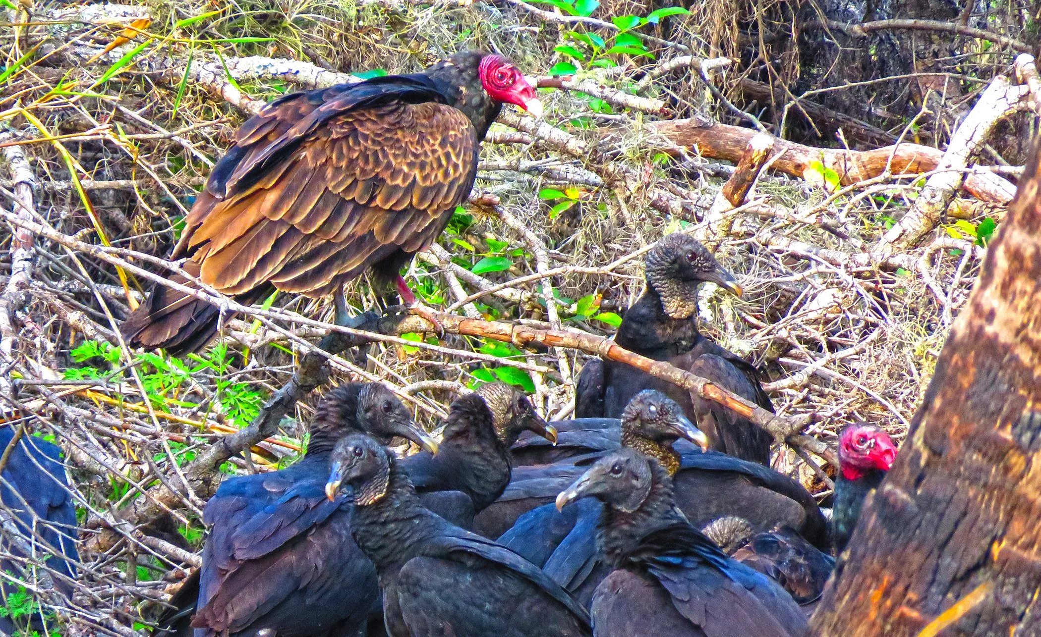 Vultures_8844 copy.jpg