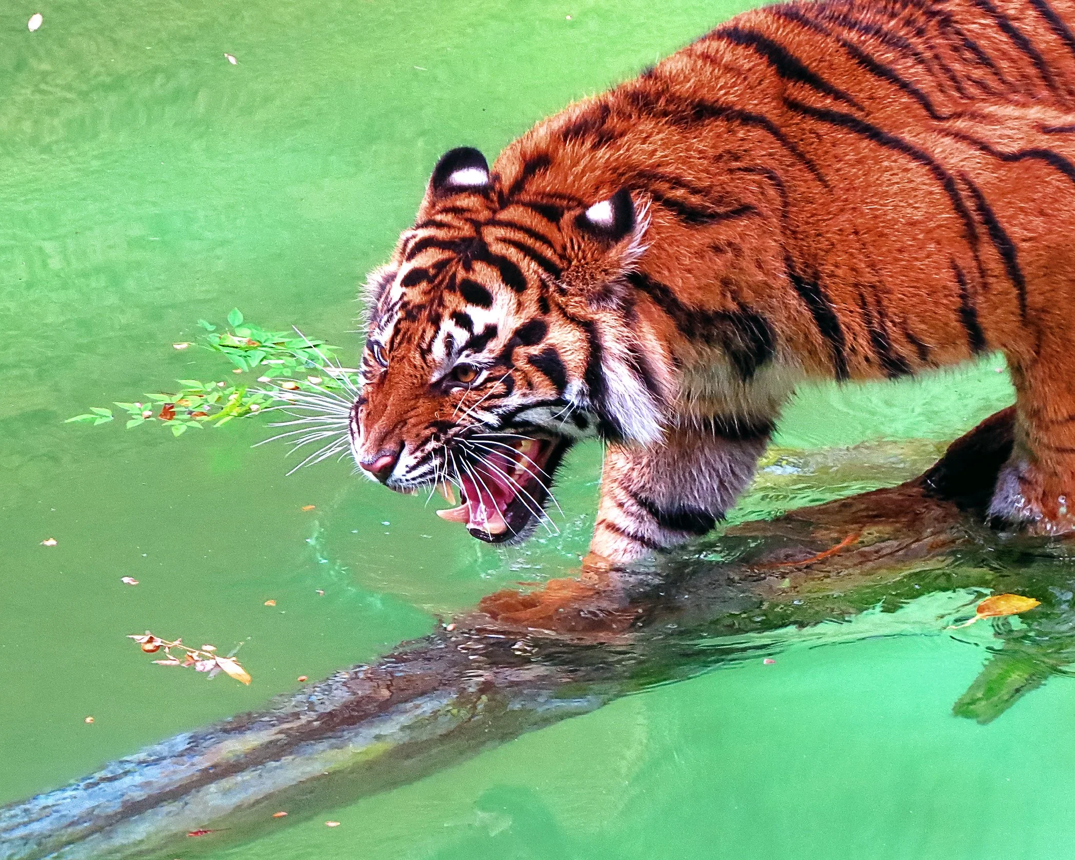 Tiger_0271 col.jpg