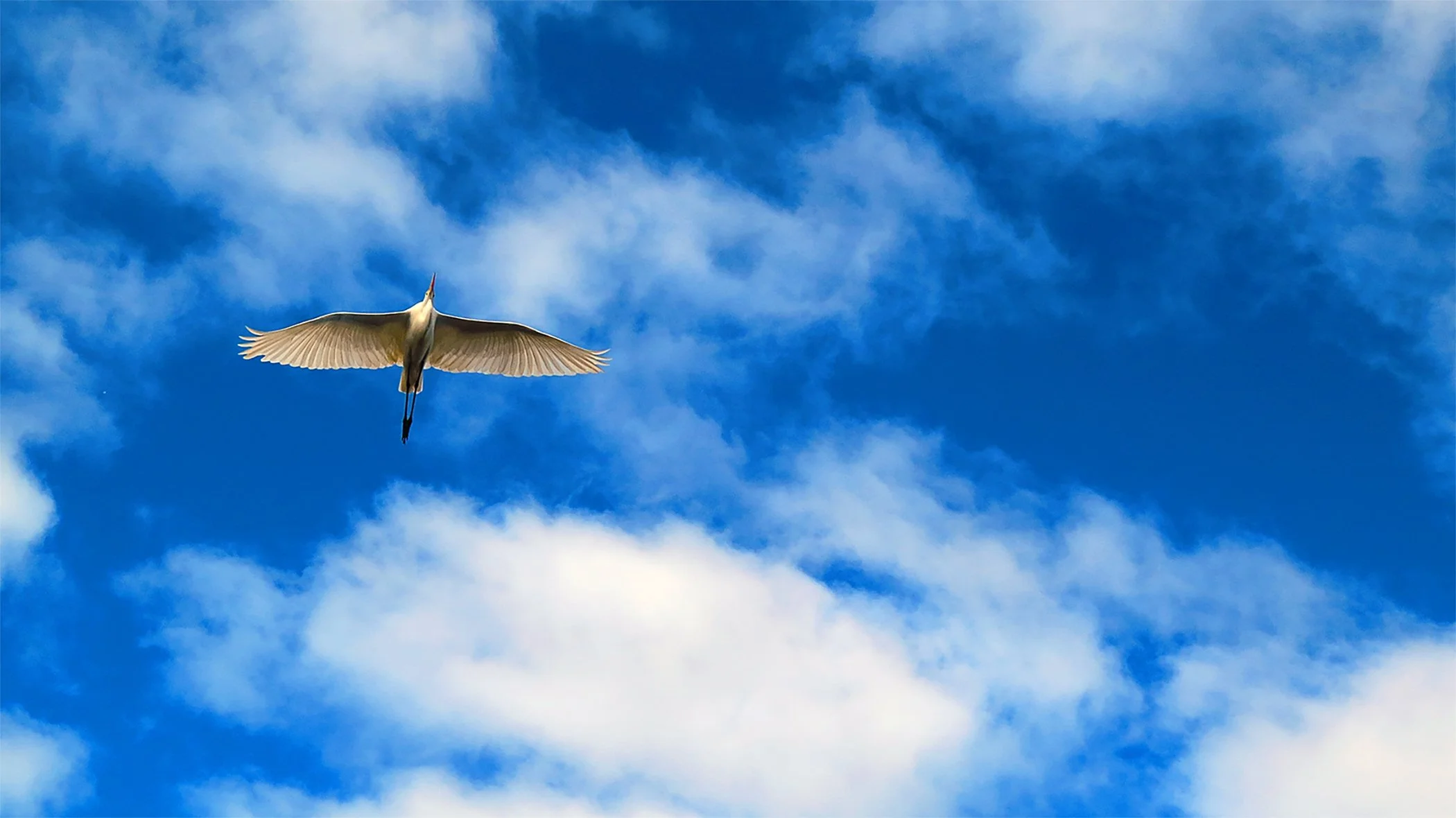 Flight_3990 copy.jpg