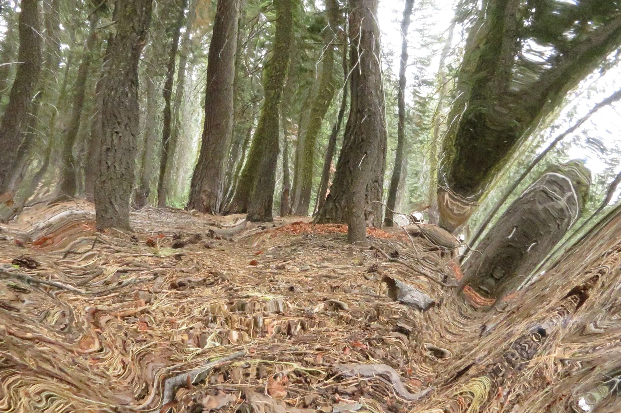 Distorted Yosemite_5943 copy.jpg