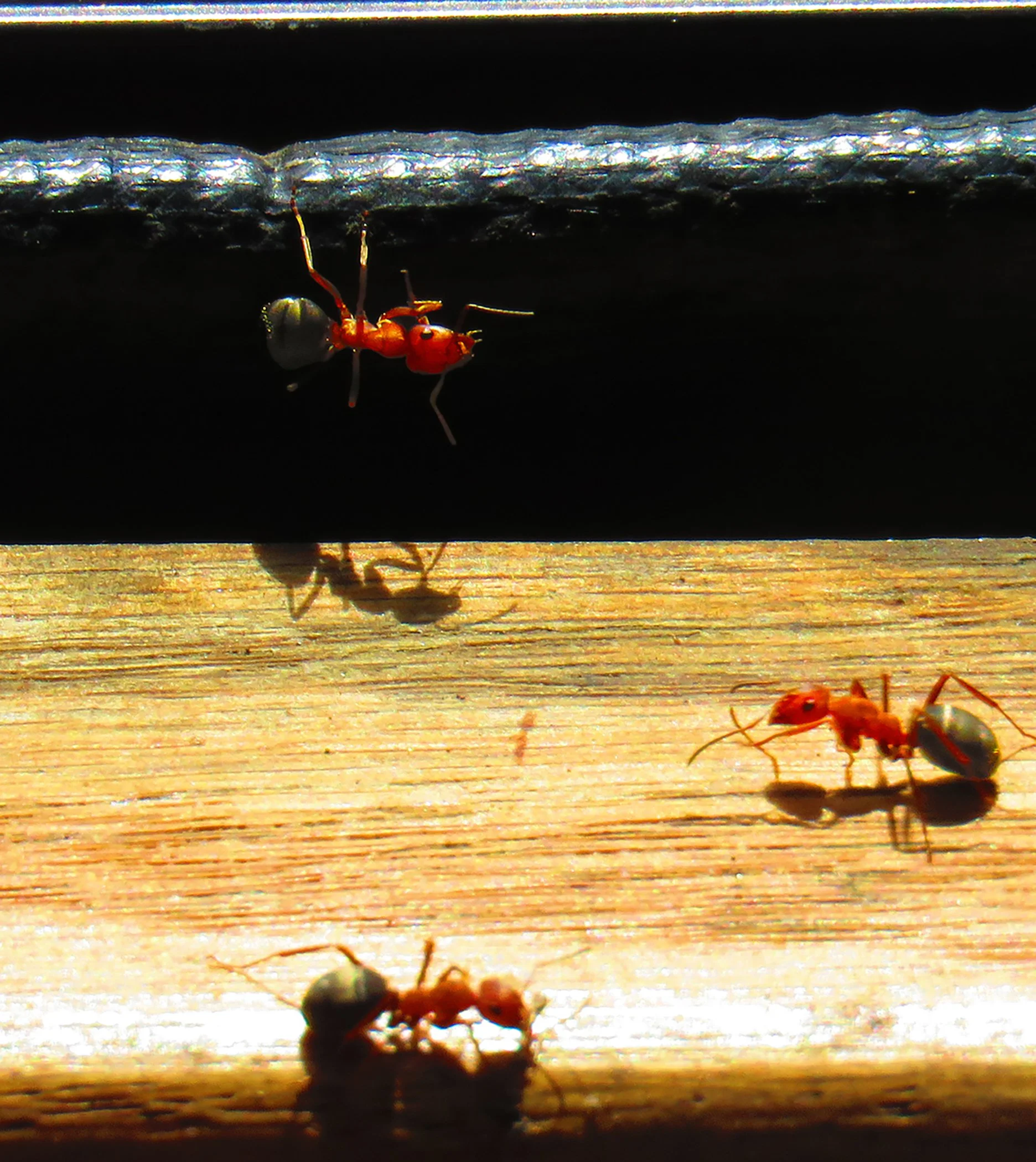 Ants_2242 Verticle copy.jpg