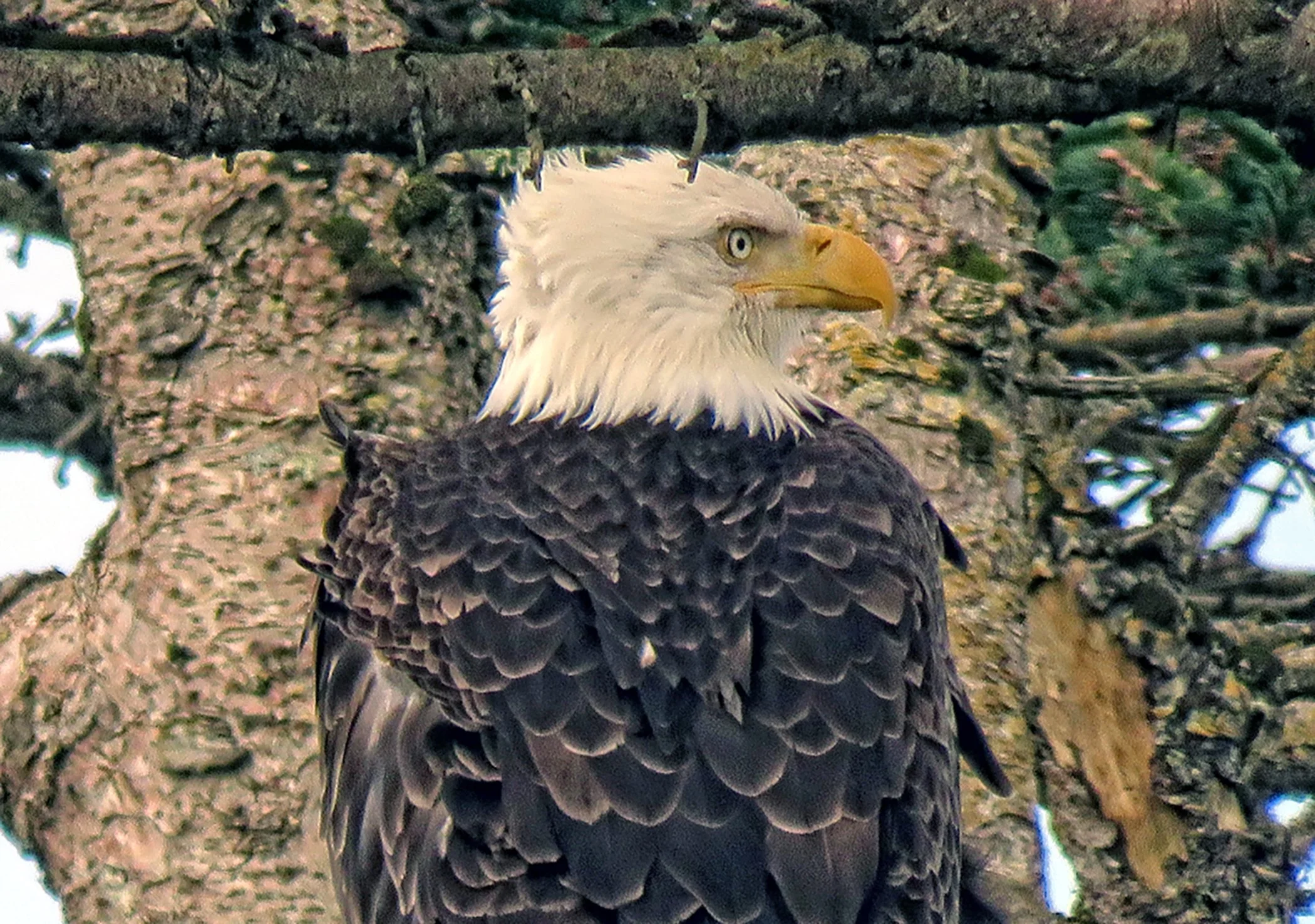 Eagle_9204 copy.jpg