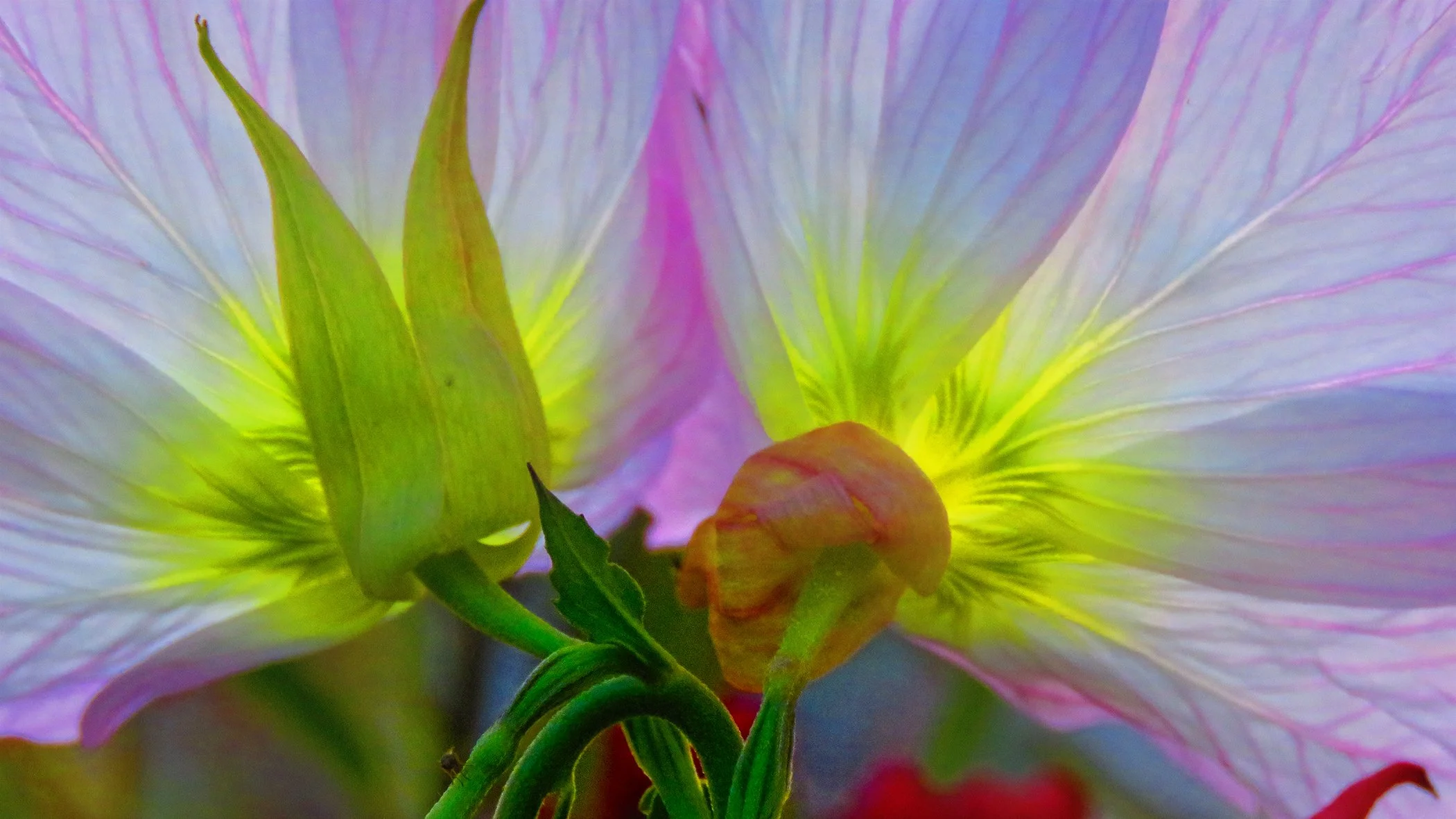 Pink Yelow gorgeous_4085 copy.jpg