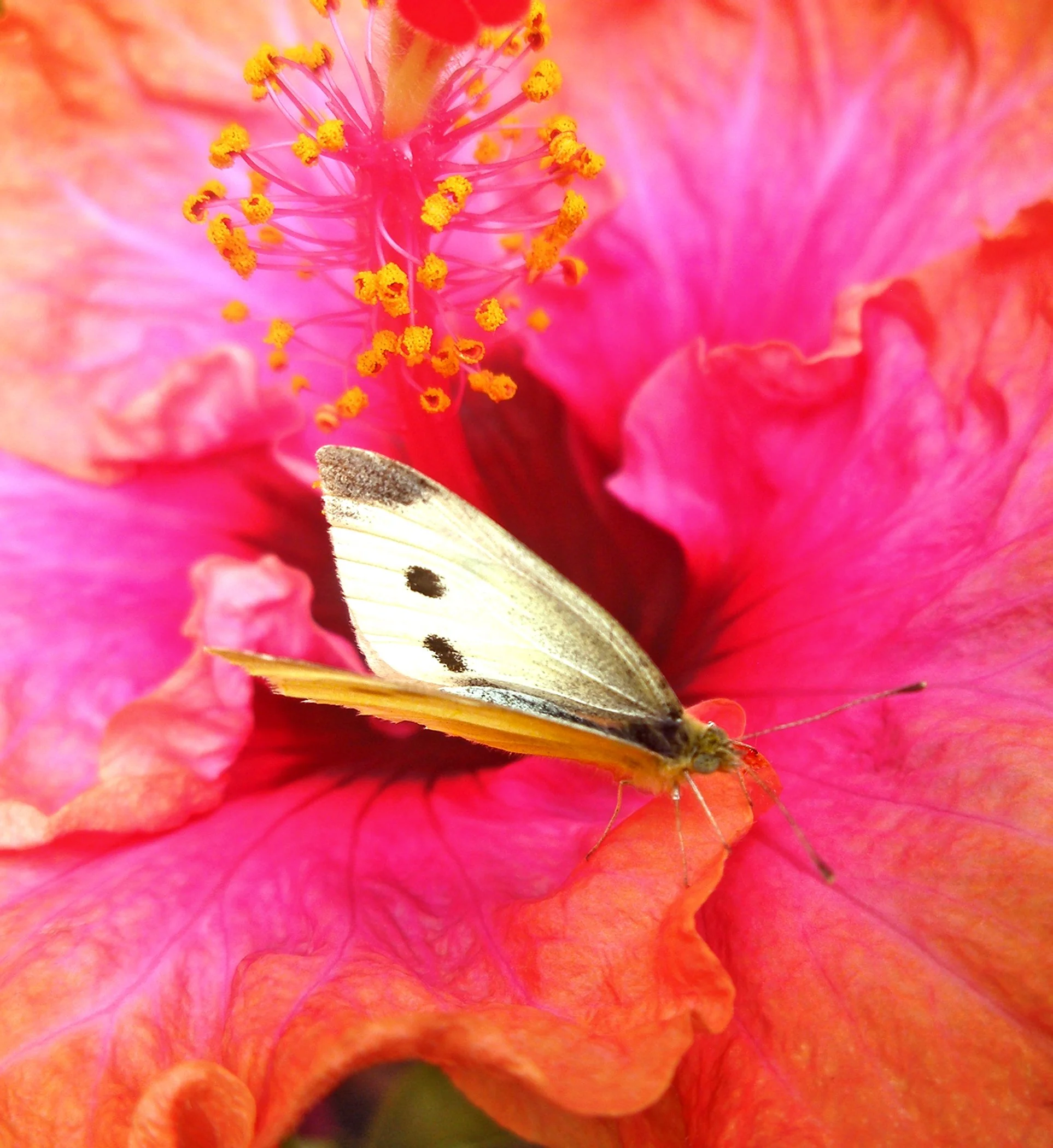 Butterfly 1997 vert copy.jpg