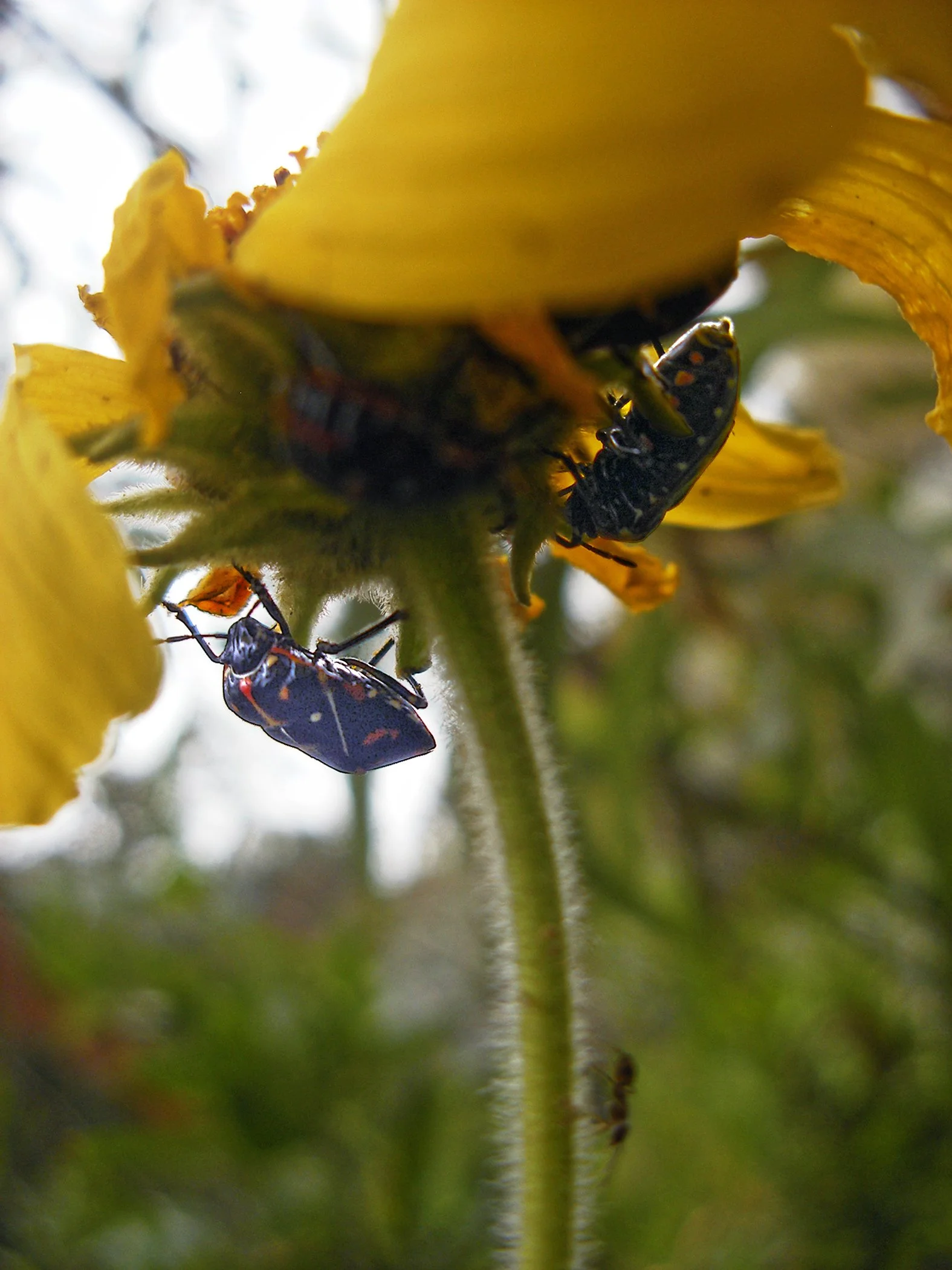 1013. Beetlebugs 2.jpg