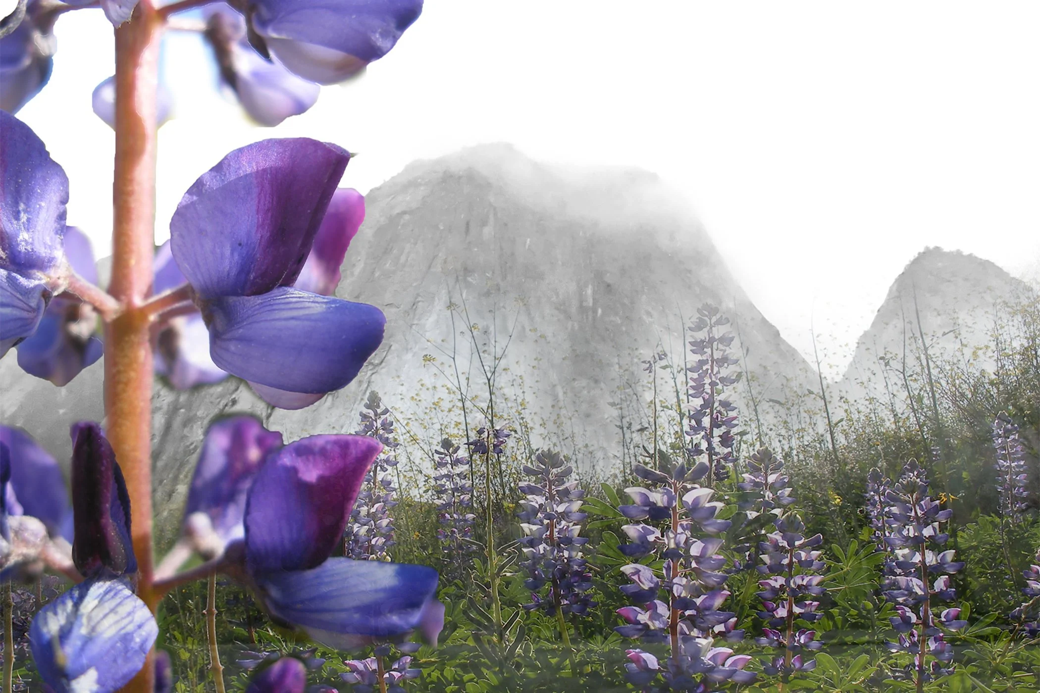 Lupines 4x6 copy.jpg