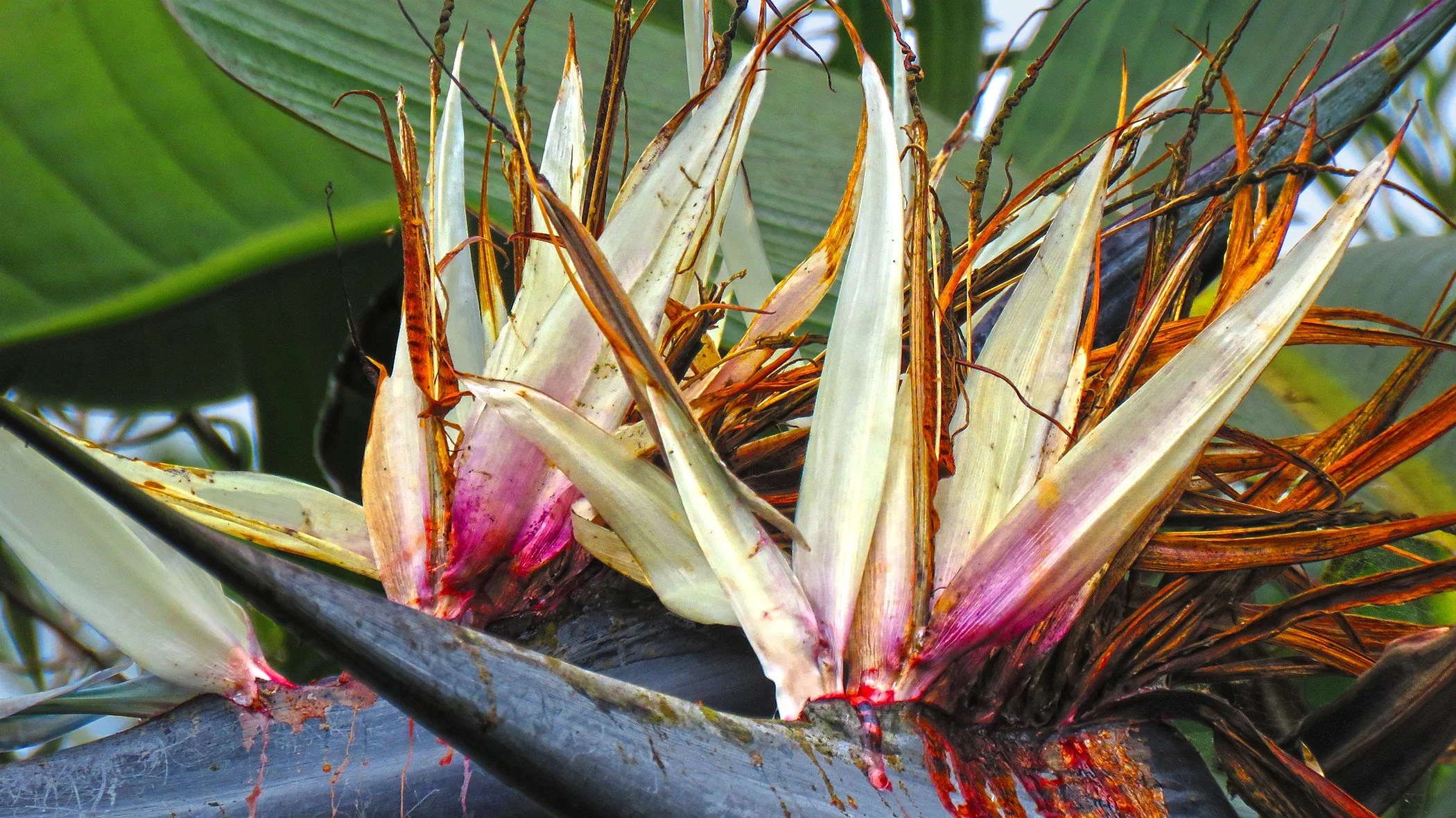 Flower _9283 copy.jpg