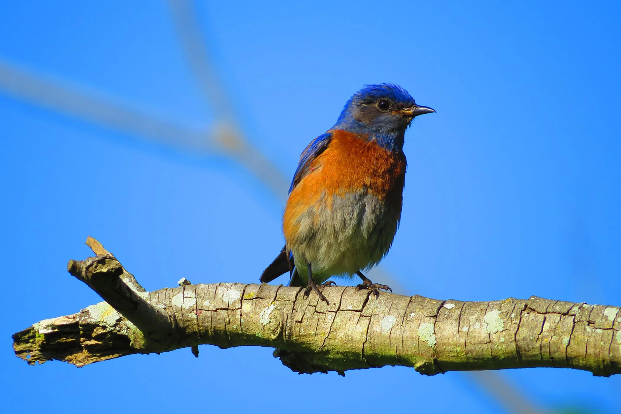 Bluebird_3010 copy.jpg