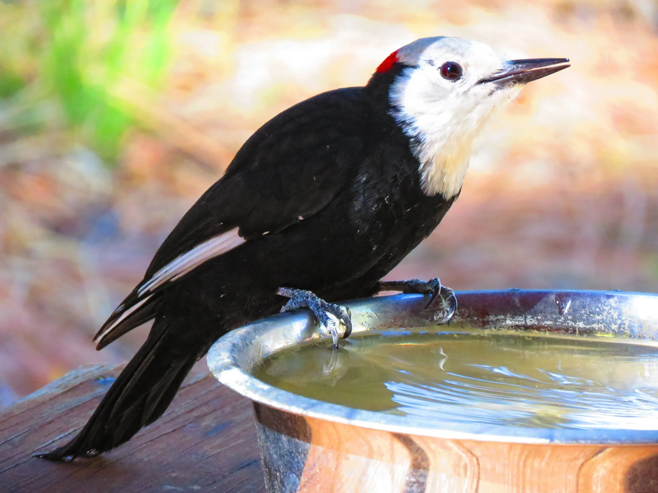White Headed Woodpecker_7818 copy.jpg
