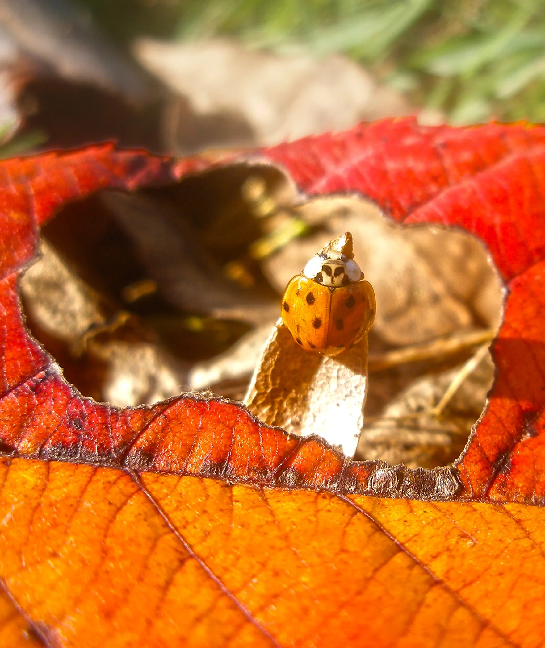 Ladybug Leaf_2439 V copy.jpg